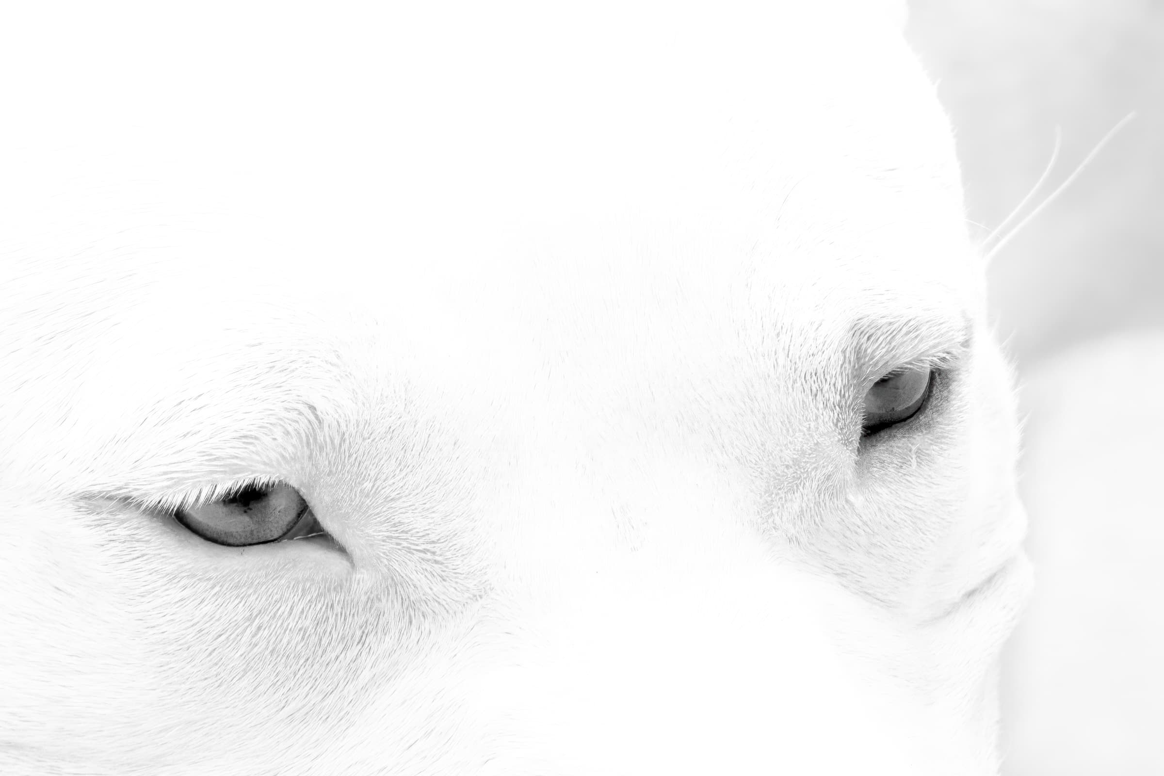 A white dog’s eyes dominate this minimalist, almost all-white image. Lightly-textured fur surrounds its grey eyes, set against the soft white and untextured background.  