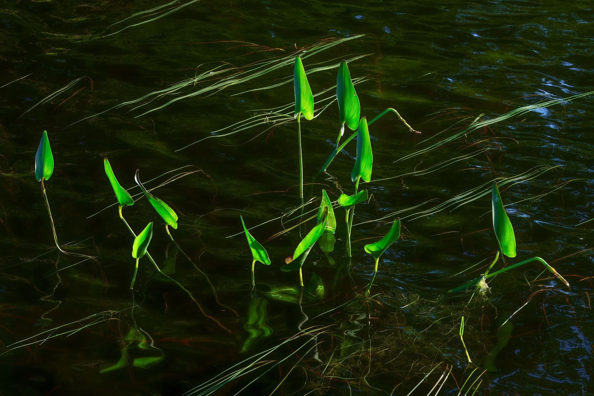 Fine art photo of vivid green aquatic plants emerging from still dark water. The flowing water reflections and soft, natural light create a tranquil composition.