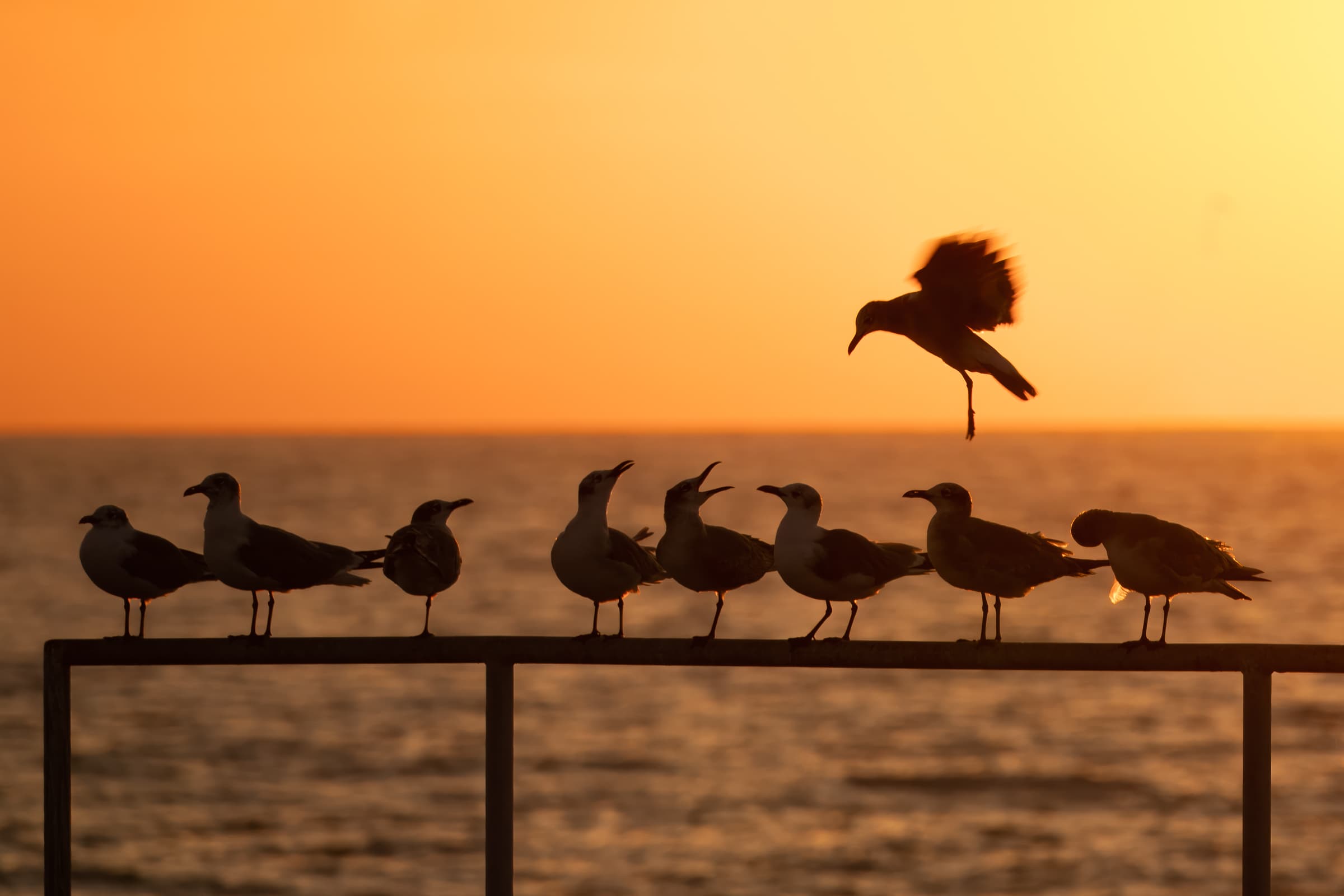 Seabirds perch on a rail while one hovers above against a sunset orange sky on the ocean. Their open beaks suggest communication in this fine-art photograph showing natural wildlife interactions in a shared habitat.
