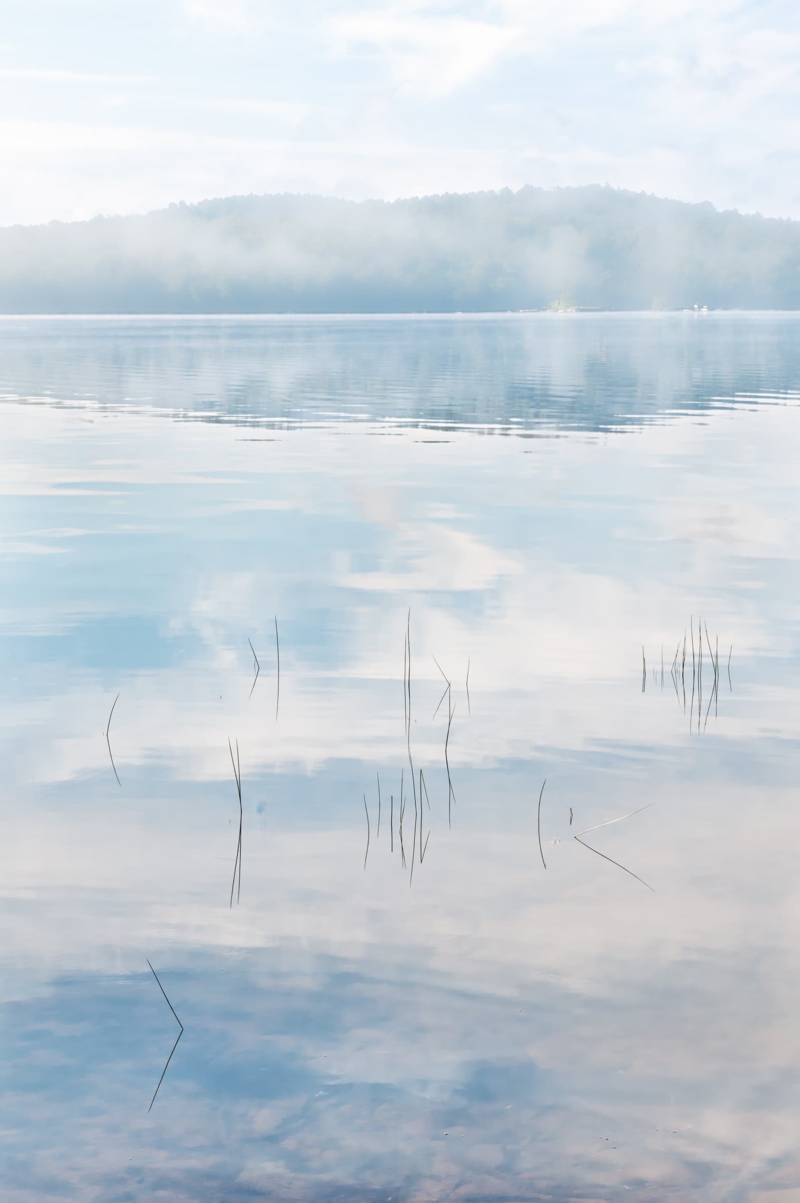 Photograph of a misted lake with reeds emerging from reflective water under a pale sky. The image conveys a moment of stillness and serenity.