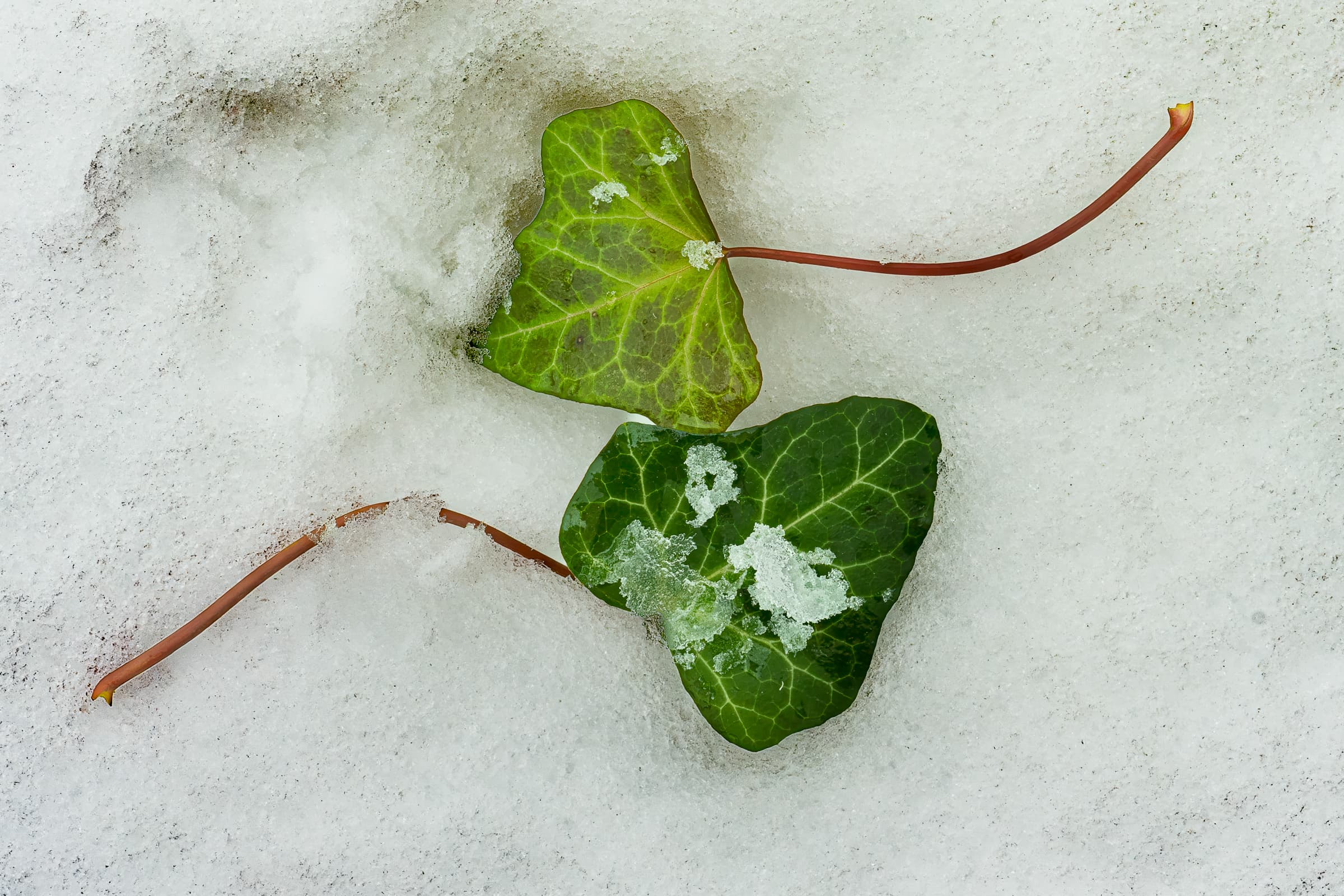 Two parallel ivy leaves lie on a white bed of snow, barely touching each other. Small ice crystals cluster on the leaves, at their edges, and in the snow. 