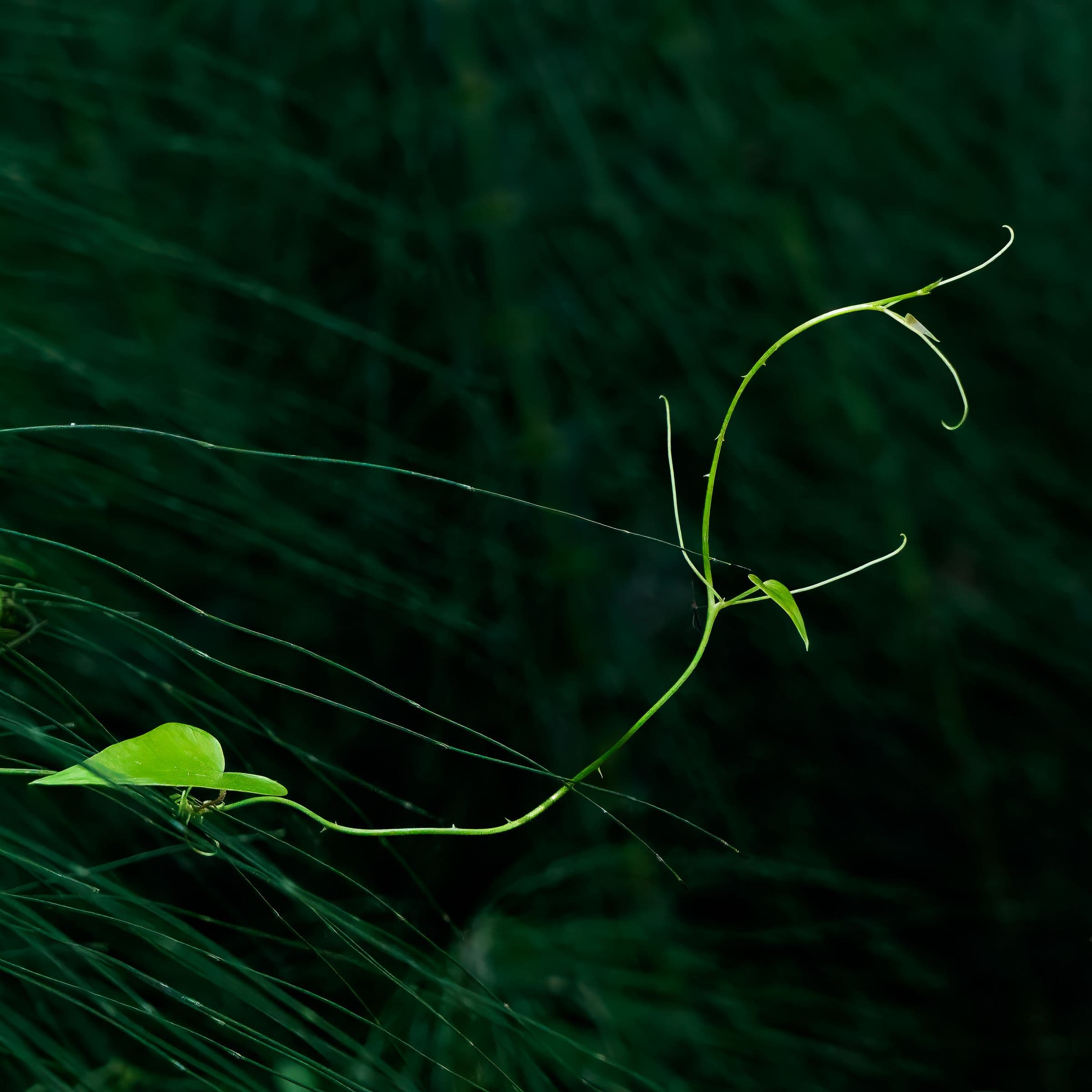 A vibrant green tendril reaches out against a deep, dark green background. The composition highlights the vine's graceful curve and delicate tension.