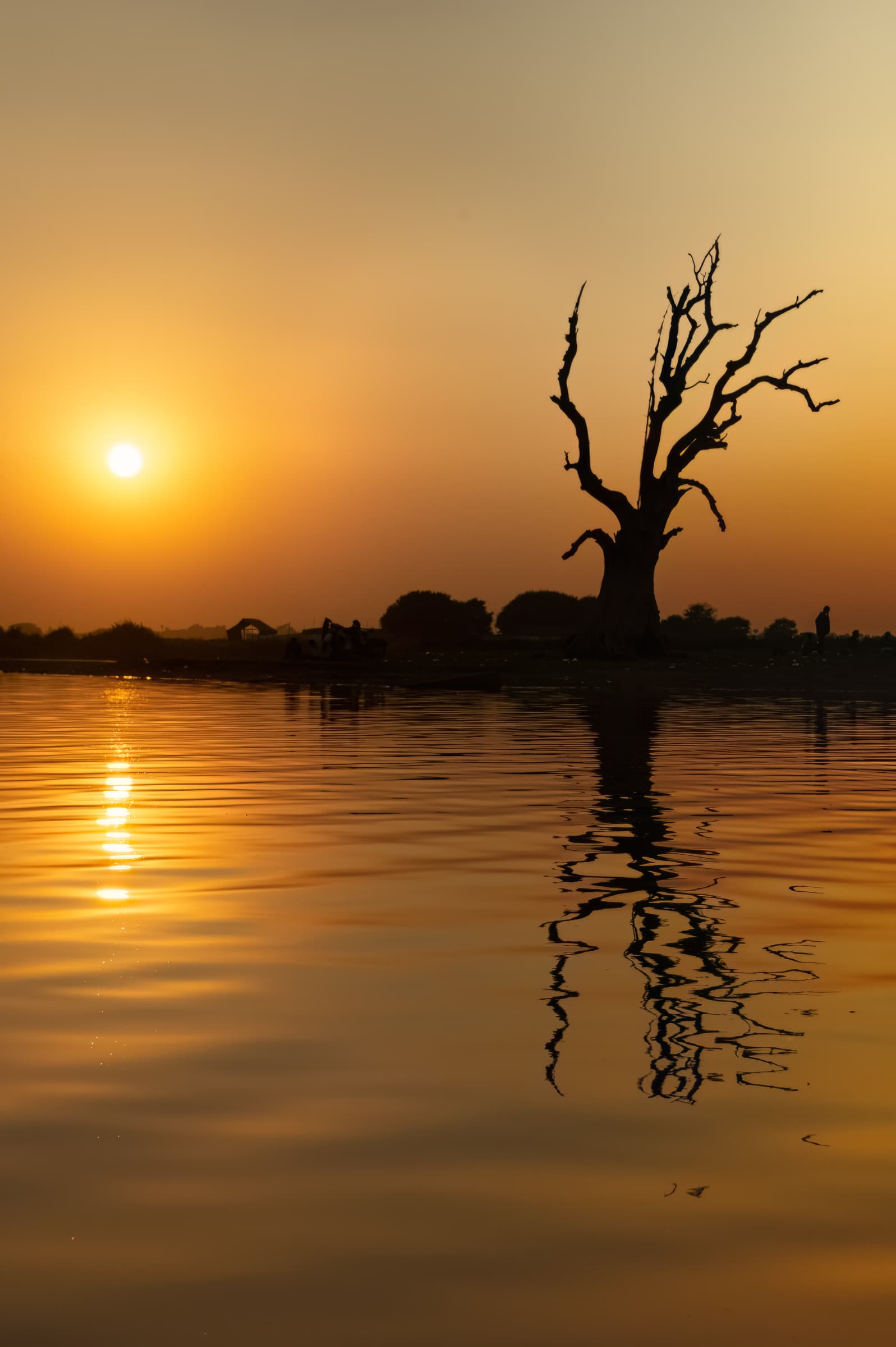 Photograph of a lone tree silhouetted against a golden sunset sky and  reflected in water. The scene conveys solitude, resilience, privacy, and quiet radiance.