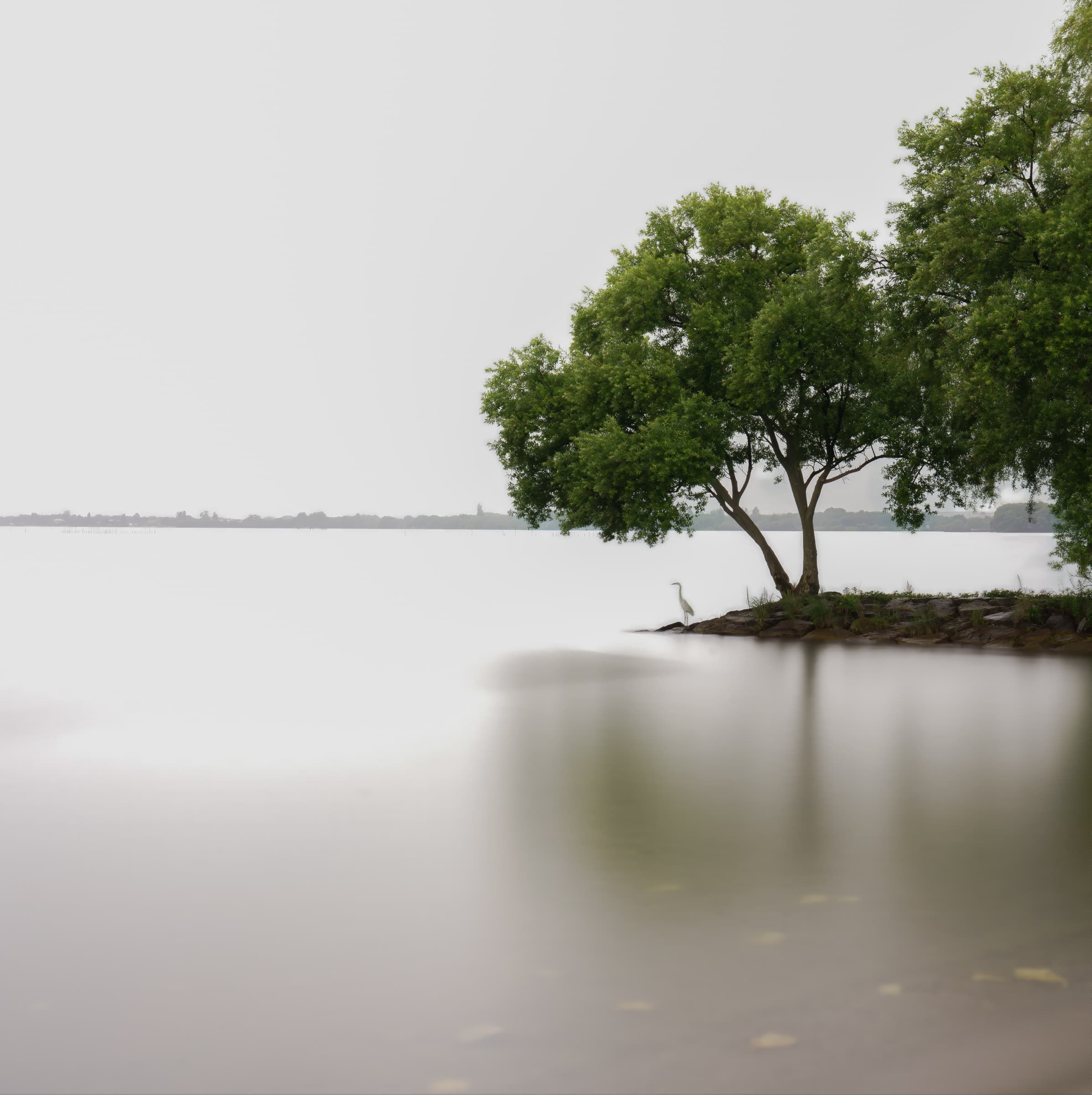 A tree and small heron stand on a narrow point beside smooth water in a long-exposure photograph at Lake Biwa beneath a pale sky. A distant shoreline is barely visible in the background.