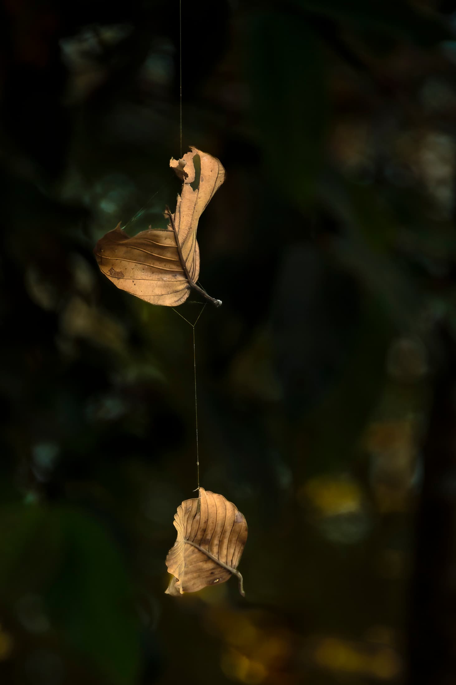 Angkor Archeological Park, Siem Reap, Cambodia. Two leaves hanging by a thread, connected by delicate gossamer line near Angkor Thom's North Gate.