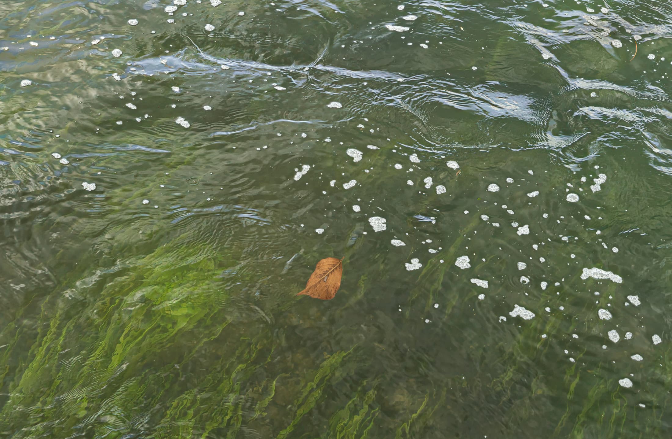 A brown leaf floats in a gently moving river above strands of green algae. White bubbles scatter across the surface, creating a peaceful, flowing composition.