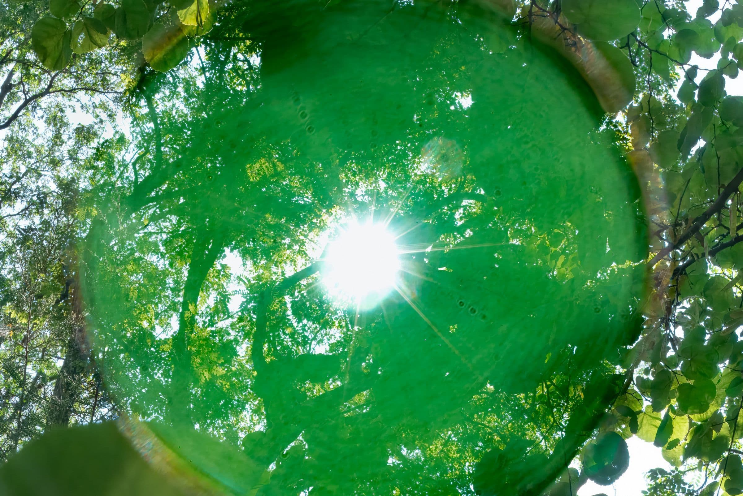 Lens flare transforms a photo of sun shining through translucent green leaves into the sun, creating a perfect circle of emerald green 
