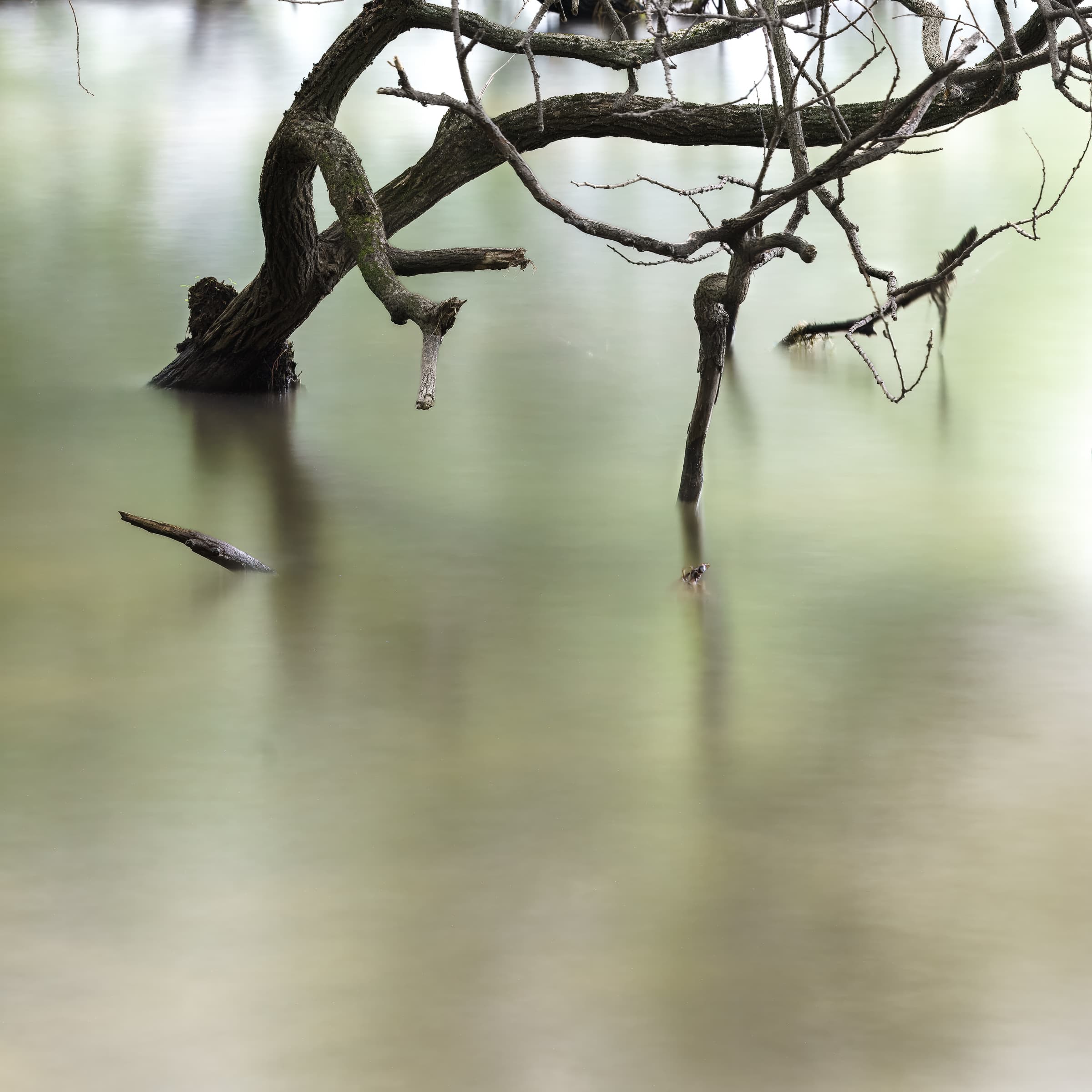 A gnarled tree with several broken branch ends emerges from pale green and gold water in a long-exposure photograph at Lake Biwa, Japan.