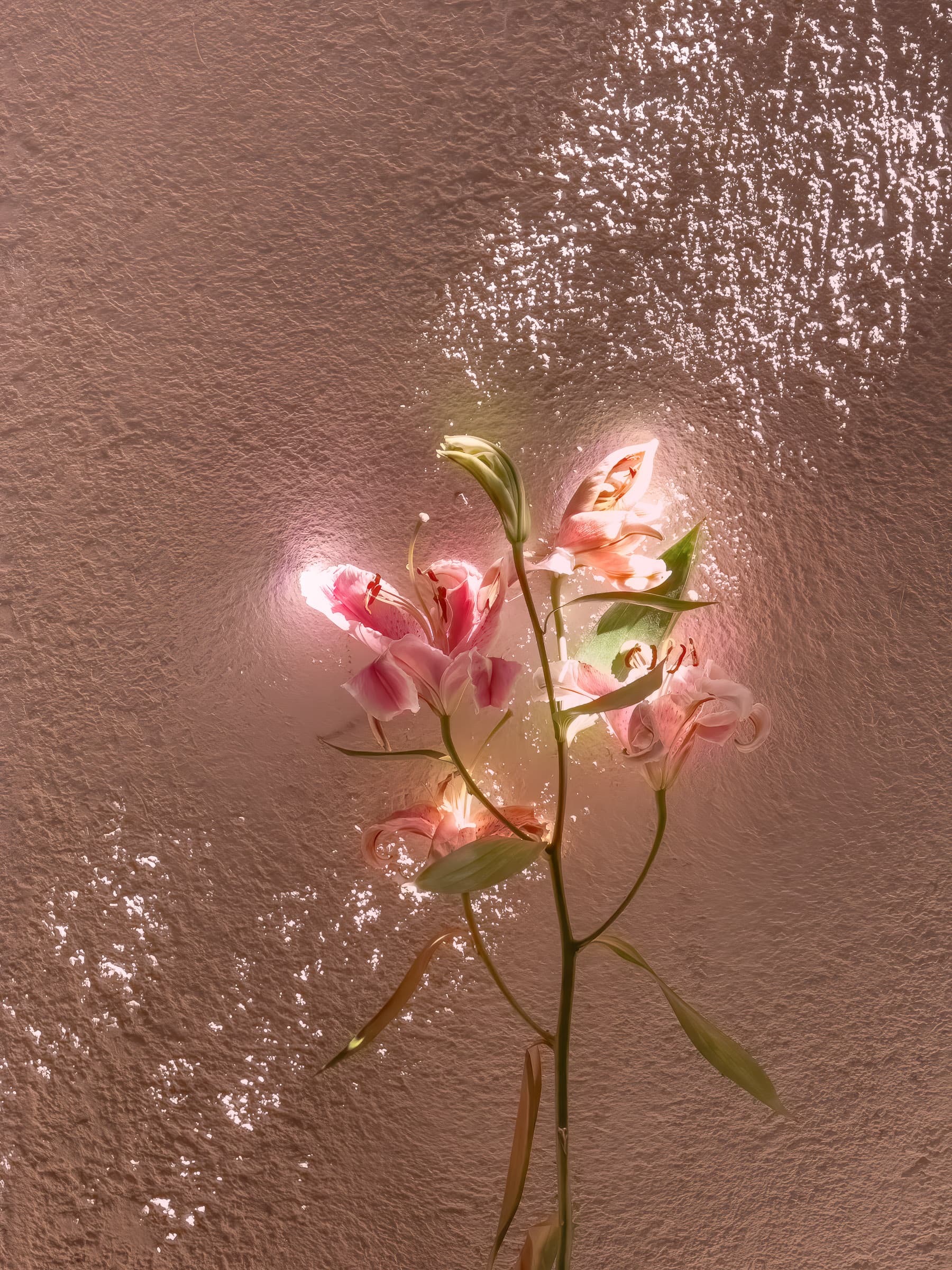 Private Villa, Spoleto, Italy. Diagonal ray of sunlight streaks across pink stucco wall and plant, edging pink flowers (Stargazer Lily) with light.