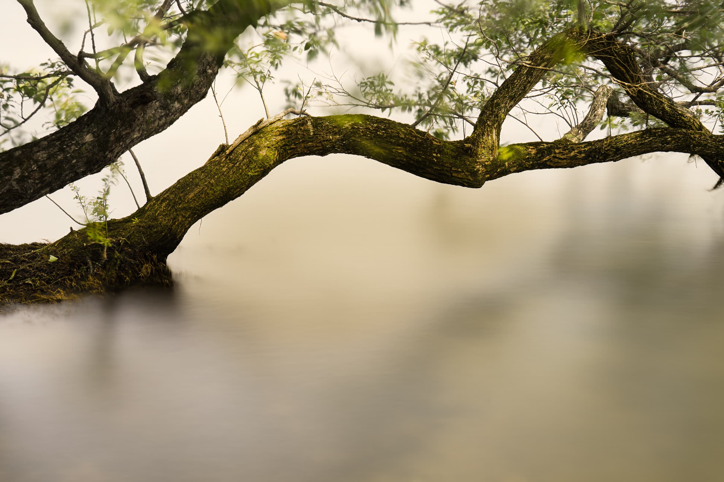 A large moss-covered tree branch extends horizontally over softly flowing water in a long-exposure photograph at Lake Biwa, Japan.