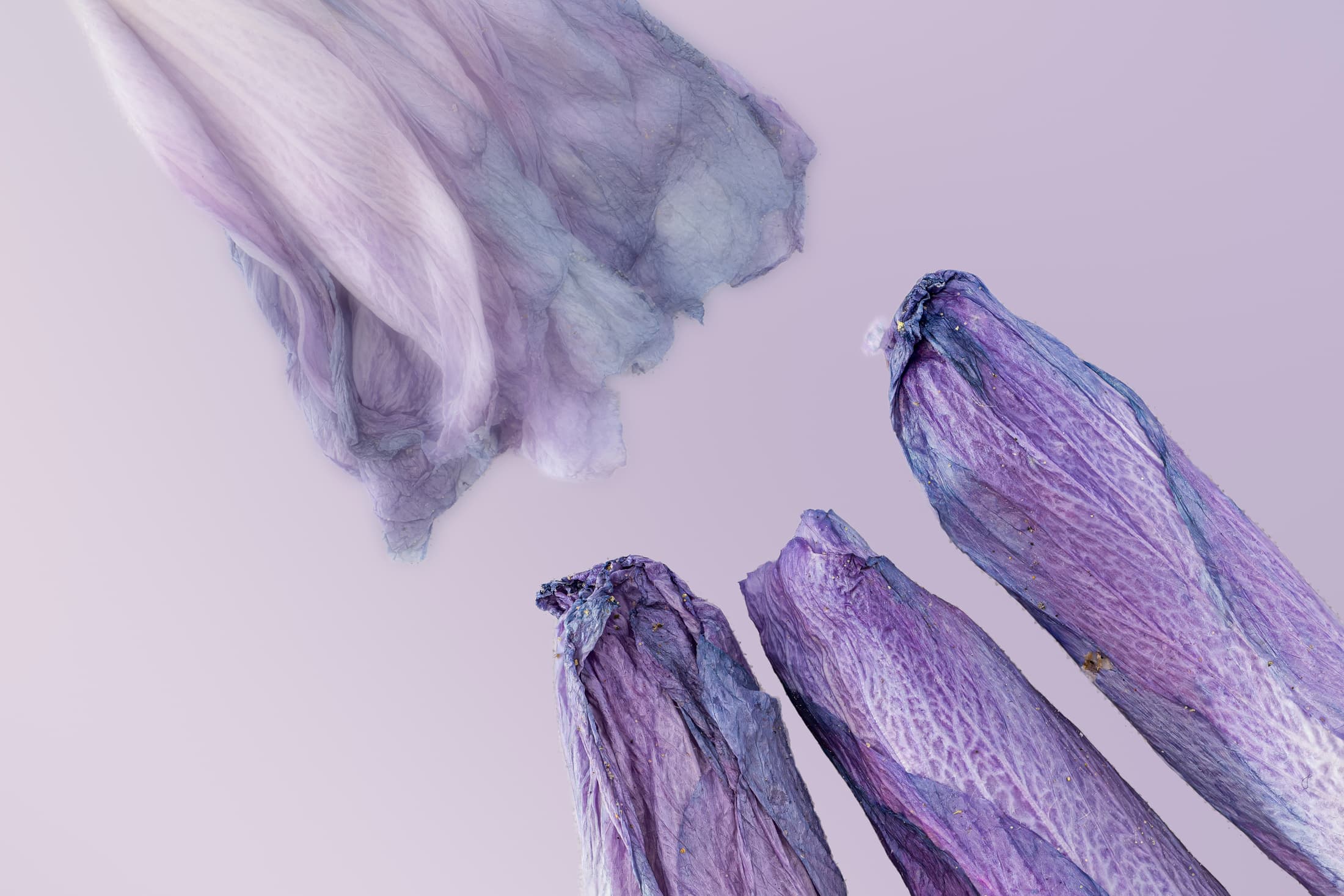 Schenectady, New York. Three rolled flower buds reach up towards an unrolled, soft-focus bud.