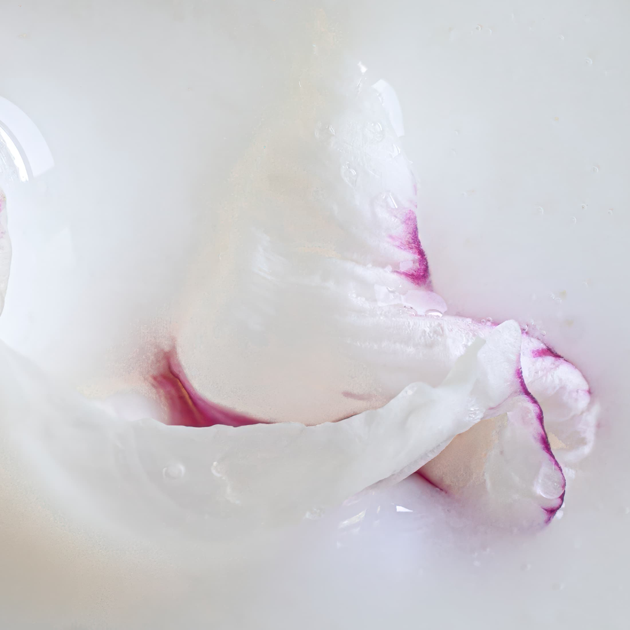 Schenectady, New York. White flower petals with water drops and some magenta edging on soft white background. Closeup abstract of peony petals.