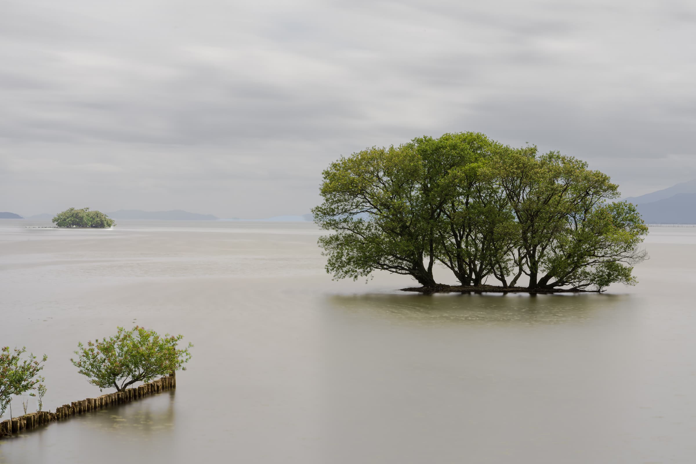 A line of green trees rises from pale water in a long-exposure photograph at Lake Biwa, with the tree at right leaning toward the broad open water.