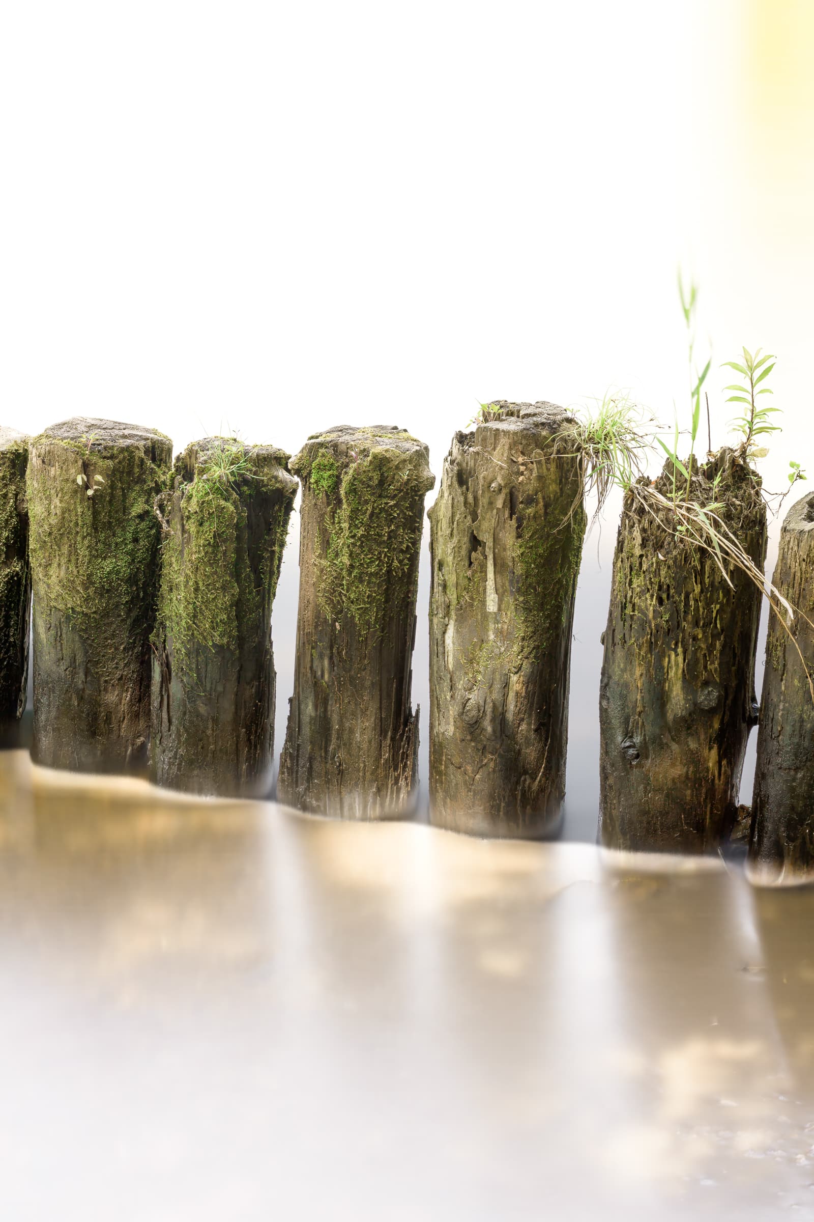 Moss-covered wooden posts stand closely together in silky in a long-exposure photograph of water at Lake Biwa, Japan. Small plants grow from several weathered tops.