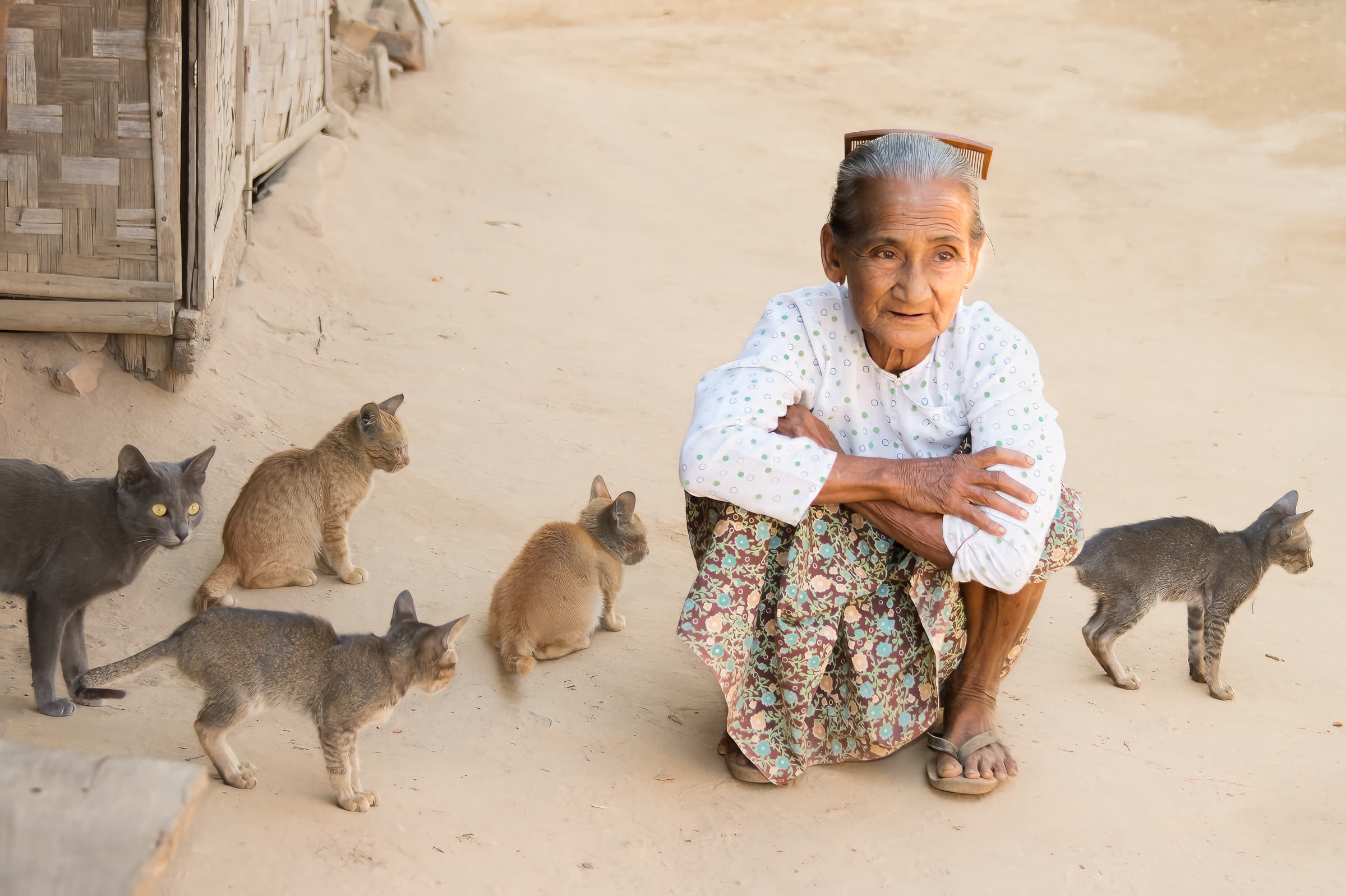 Phwar Saw, Bagan, Myanmar. Portrait of elderly woman squatting on sandy ground with five cats around her in rural village. She appears thoughful and pensive.
