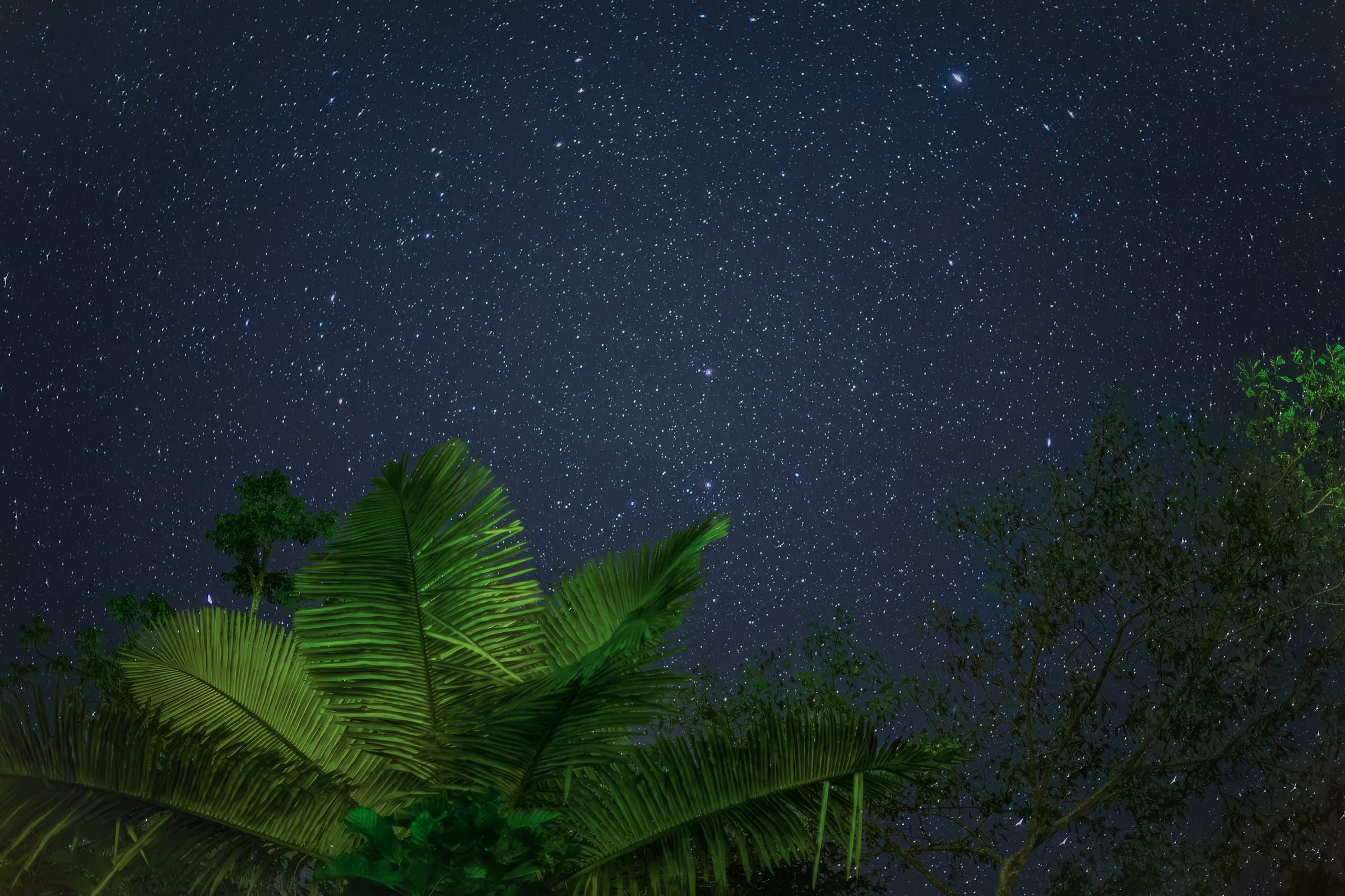 Bright green palm fronds and tropical trees rise beneath a clear night sky filled with stars.