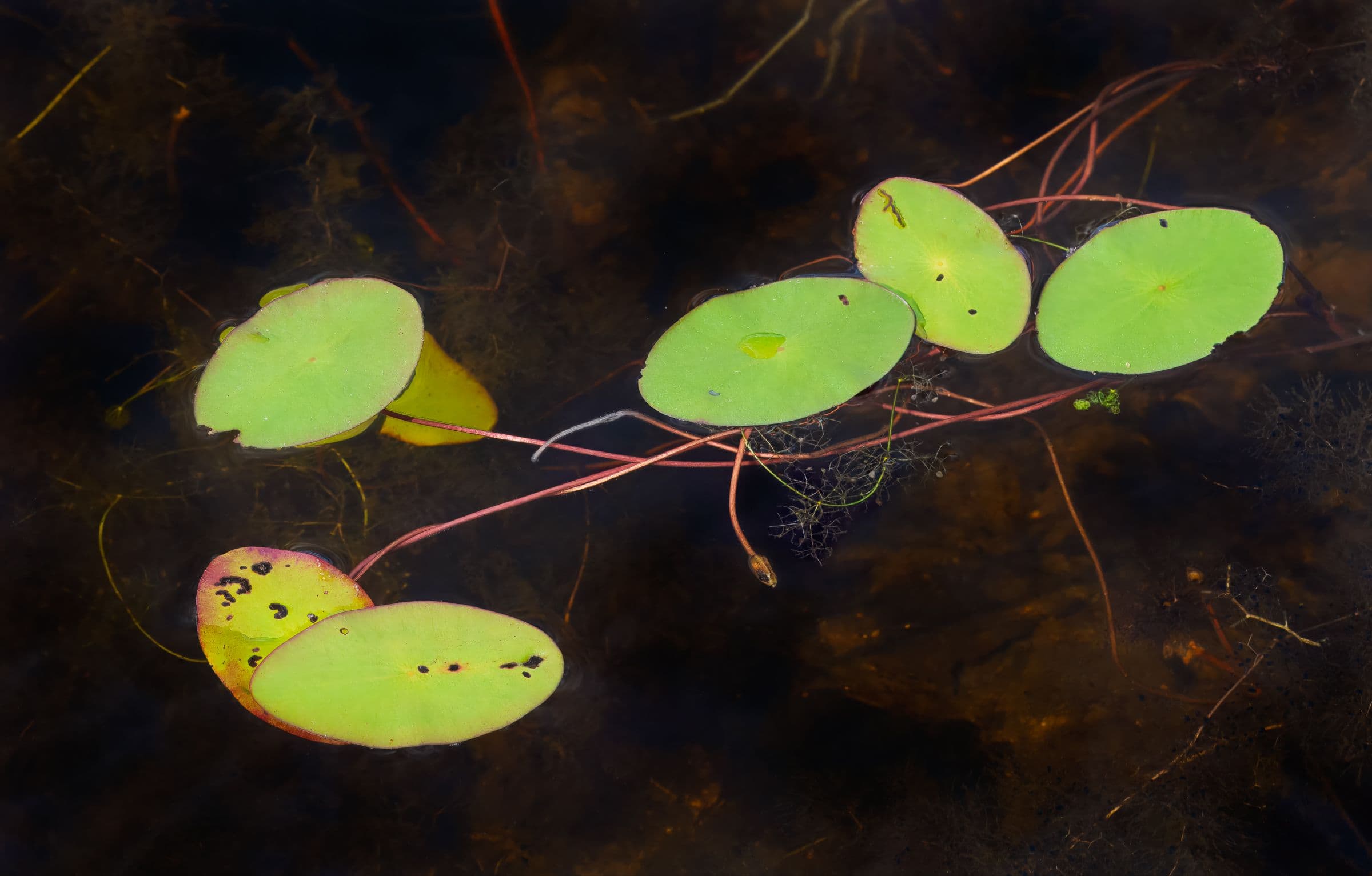 Photograph of vibrant lily pads floating atop dark, still water, while their red stems hold them together as they weave beneath the surface. The image conveys tranquility and natural grace.