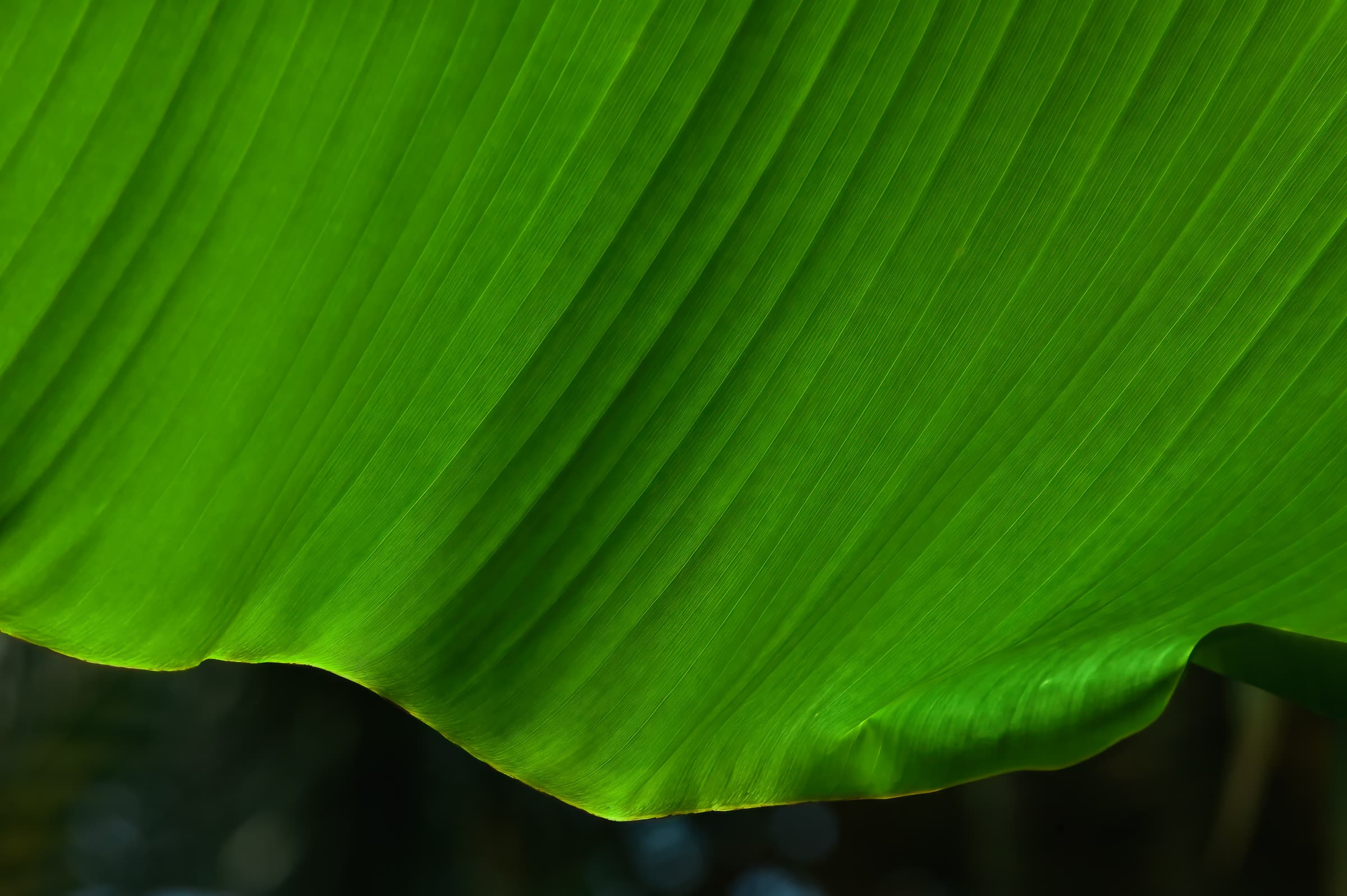 Photograph of a large, curving, green leaf that fills the frame, resembling a wave in motion. The image conveys vitality, balance, and the fluid energy of nature.