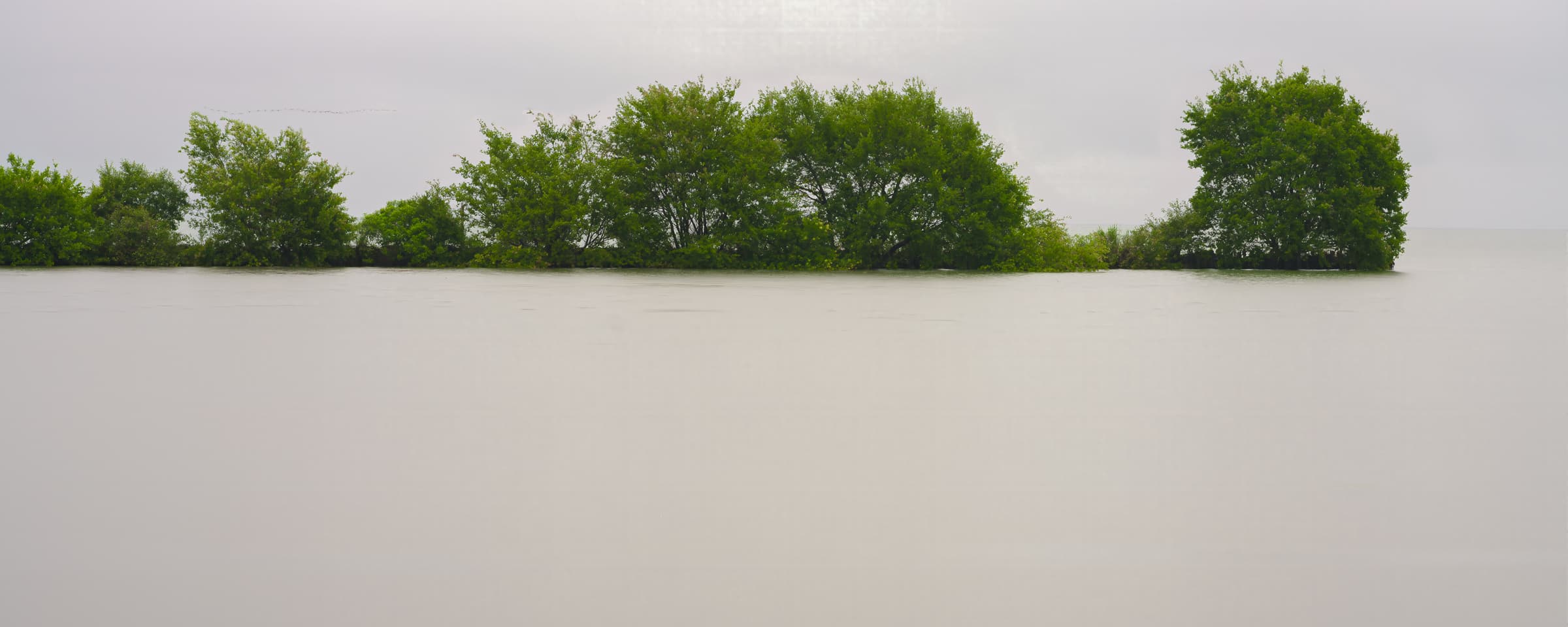 A line of green trees rises from pale water in a long-exposure photograph at Lake Biwa, with the tree at right leaning toward the broad open water.