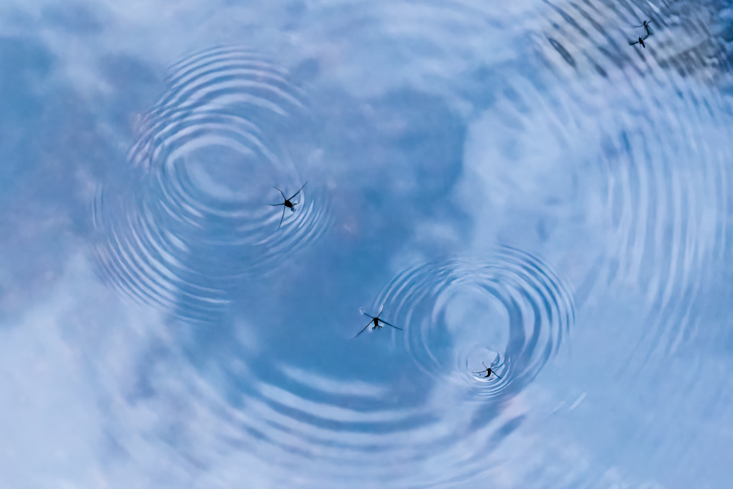 Photograph of water striders gliding across a pond, creating rippling circles in lake water that reflect the sky. The image conveys fragility, grace, and fleeting presence.