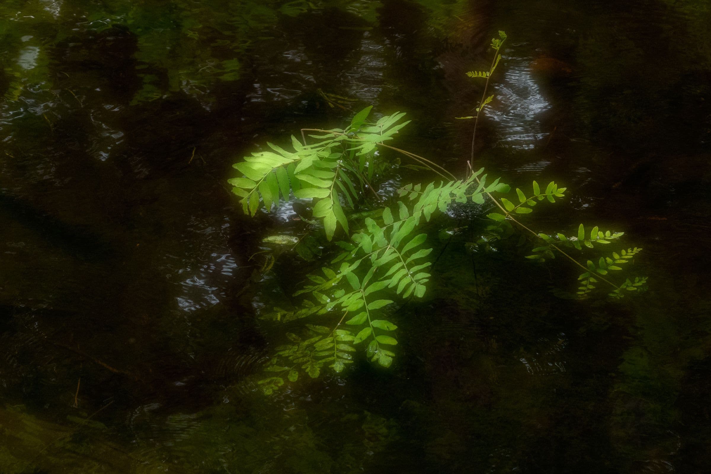 A branch with small green leaves floats on a dark, reflective stream. Soft light highlights the leaves, creating a serene and dreamlike mood.