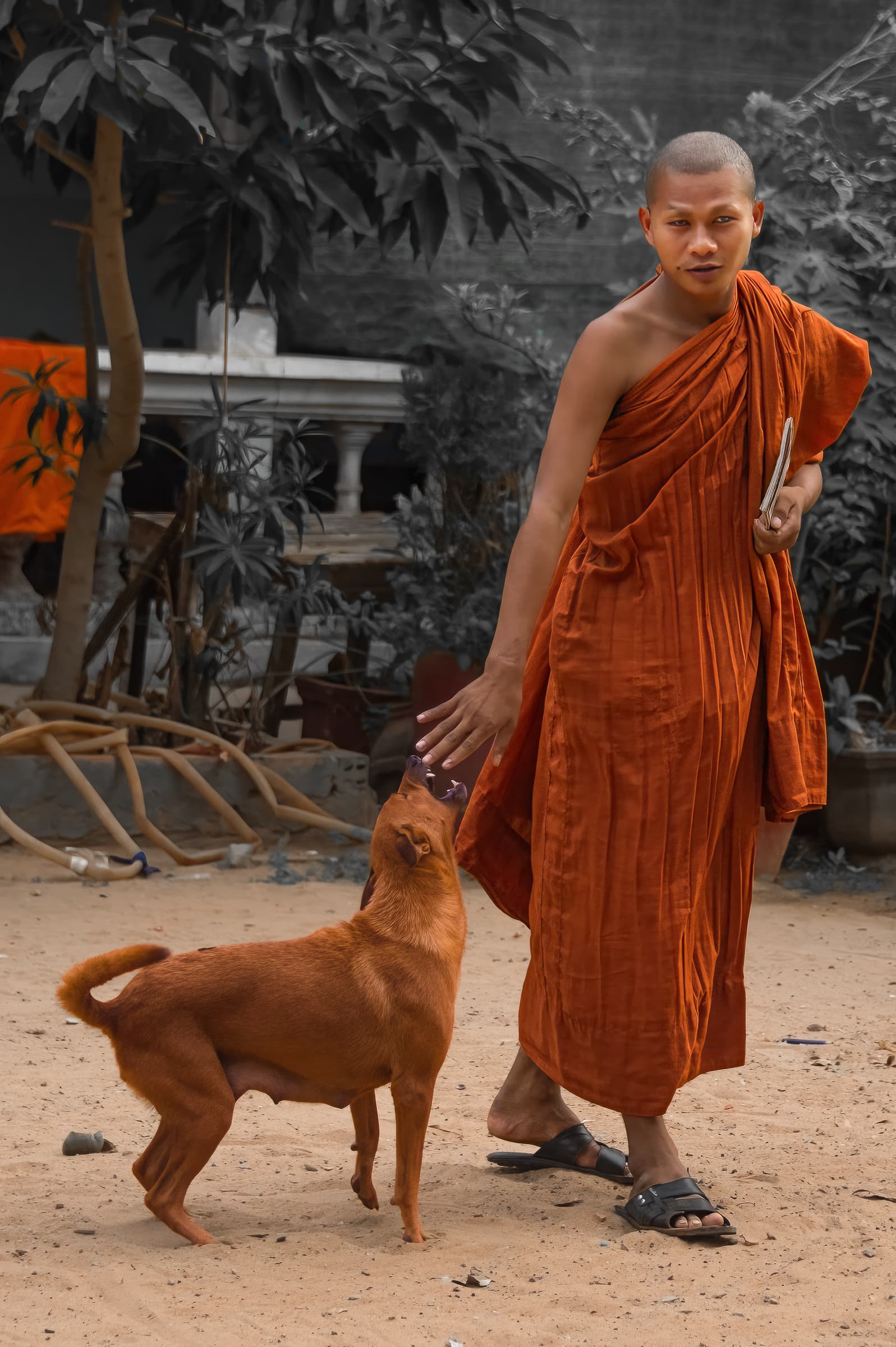  Buddhist monk in orange robe with dog on grounds of  Bakong Temple. Dog playfully nips at monk's fingers.