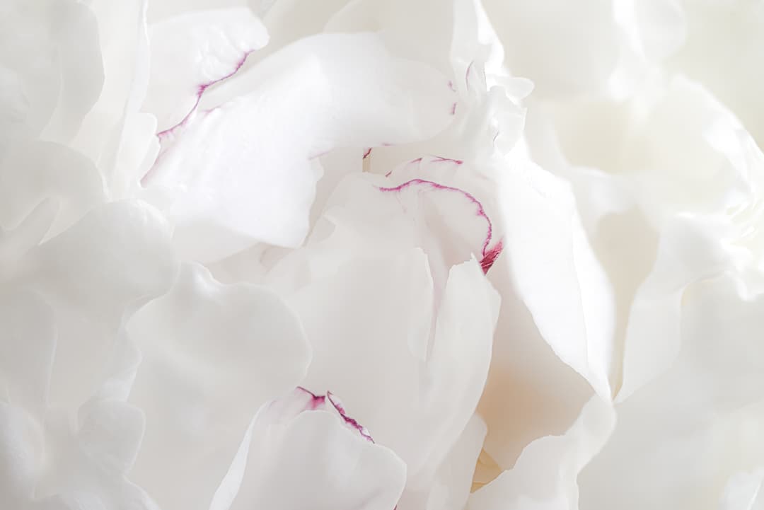 Close up of a partially-opened white flower on a soft white background. Some of the soft white petals have magenta edging.
