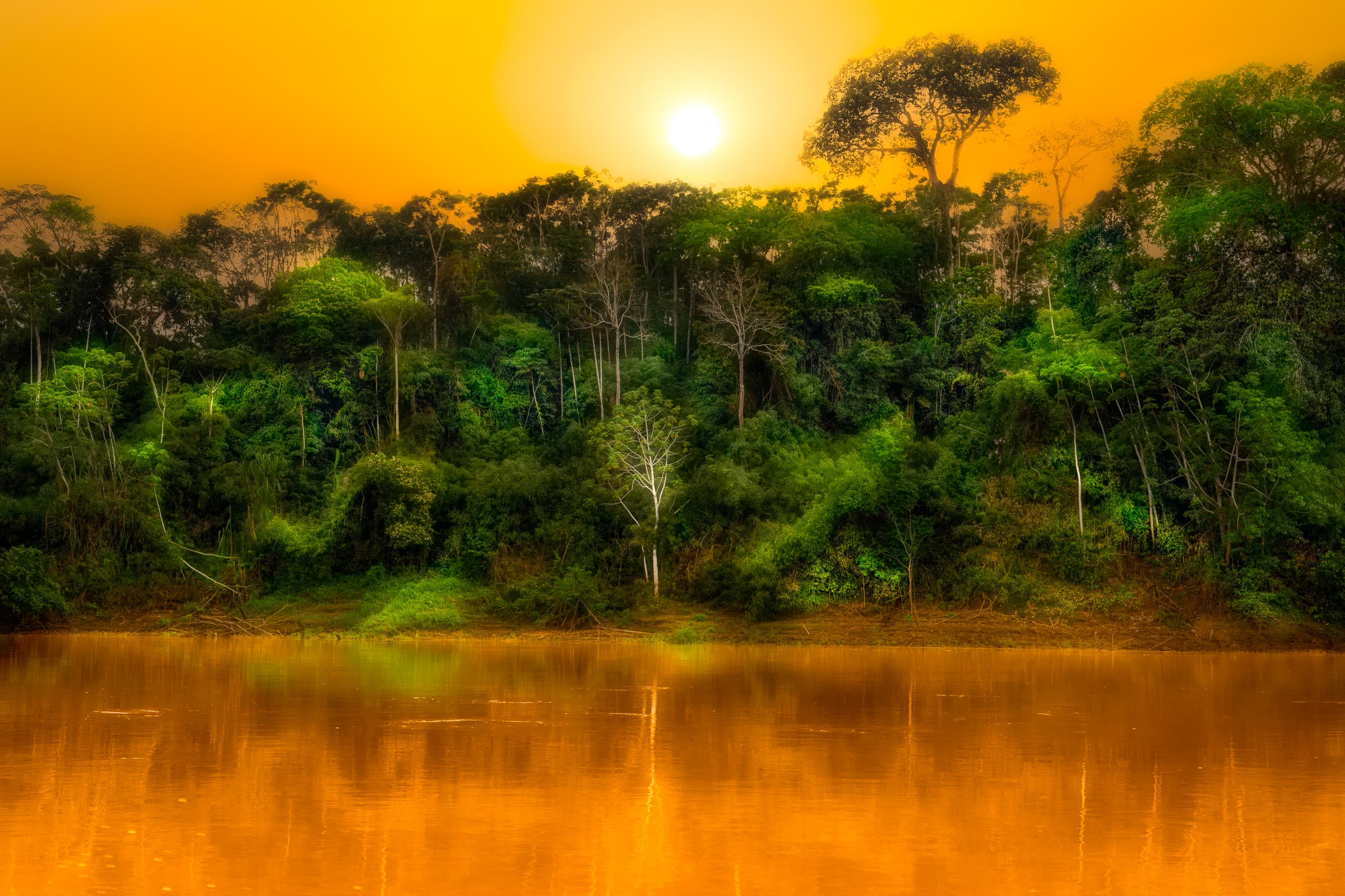 Moody rainforest foliage with layered greens and dark shadows, setting sun and reflections in river water. Evokes the vitality, layers, and mystery of the rainforest.
