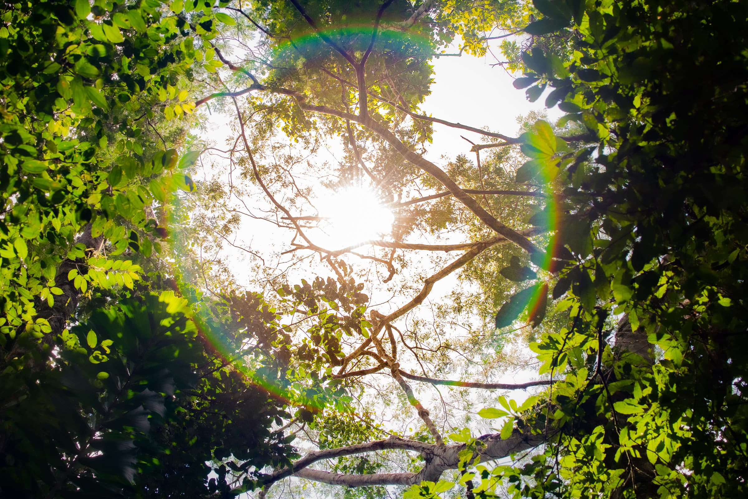 Royal Botanic Gardens, Madrid, Spain. Lens flare from sun shining through tree leaves creates a green-tinted circle of  light.