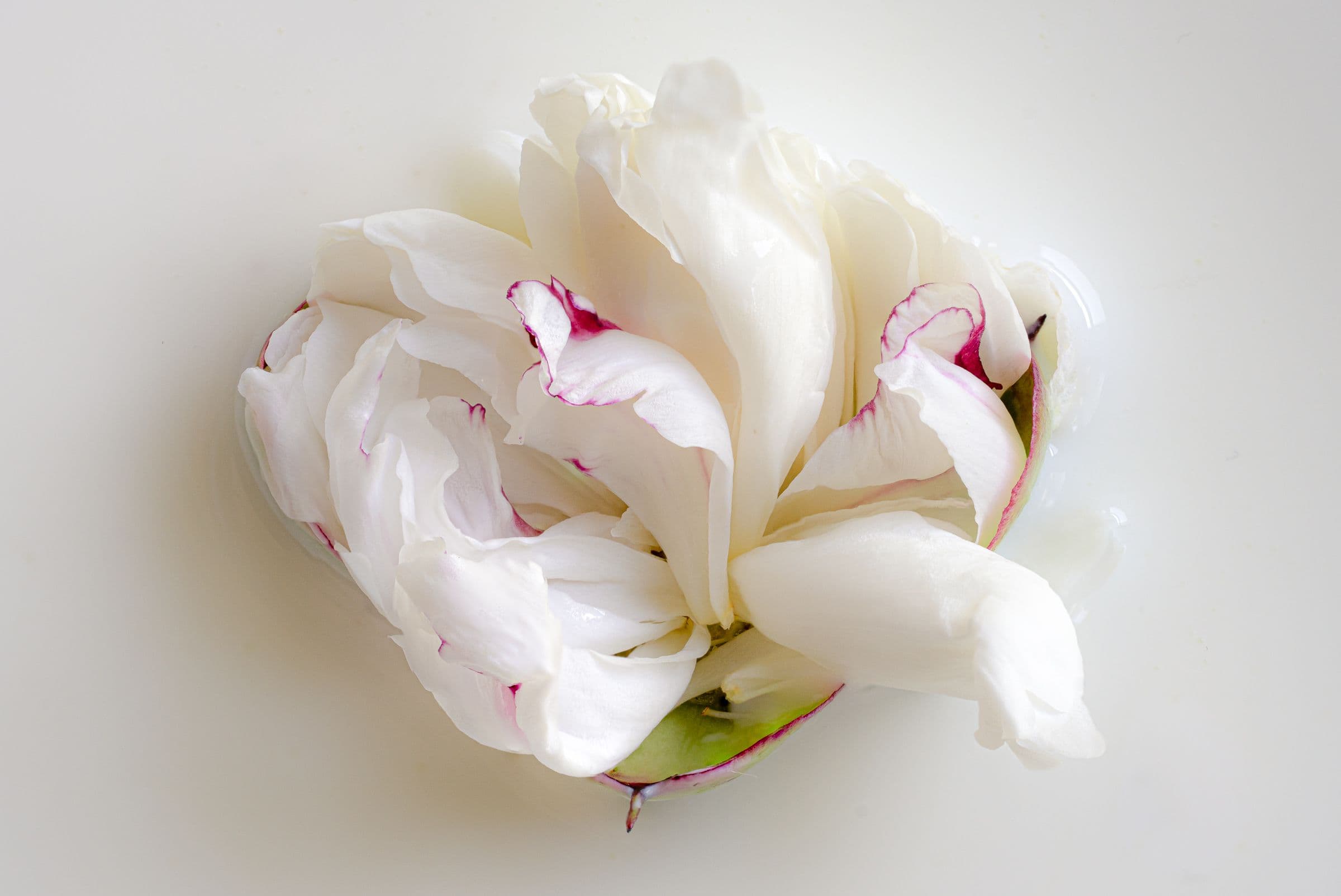 Close-up photograph of a white peony with subtle pink edges, gently floating in a soft white liquid. The image conveys a sense of calm and delicate beauty.