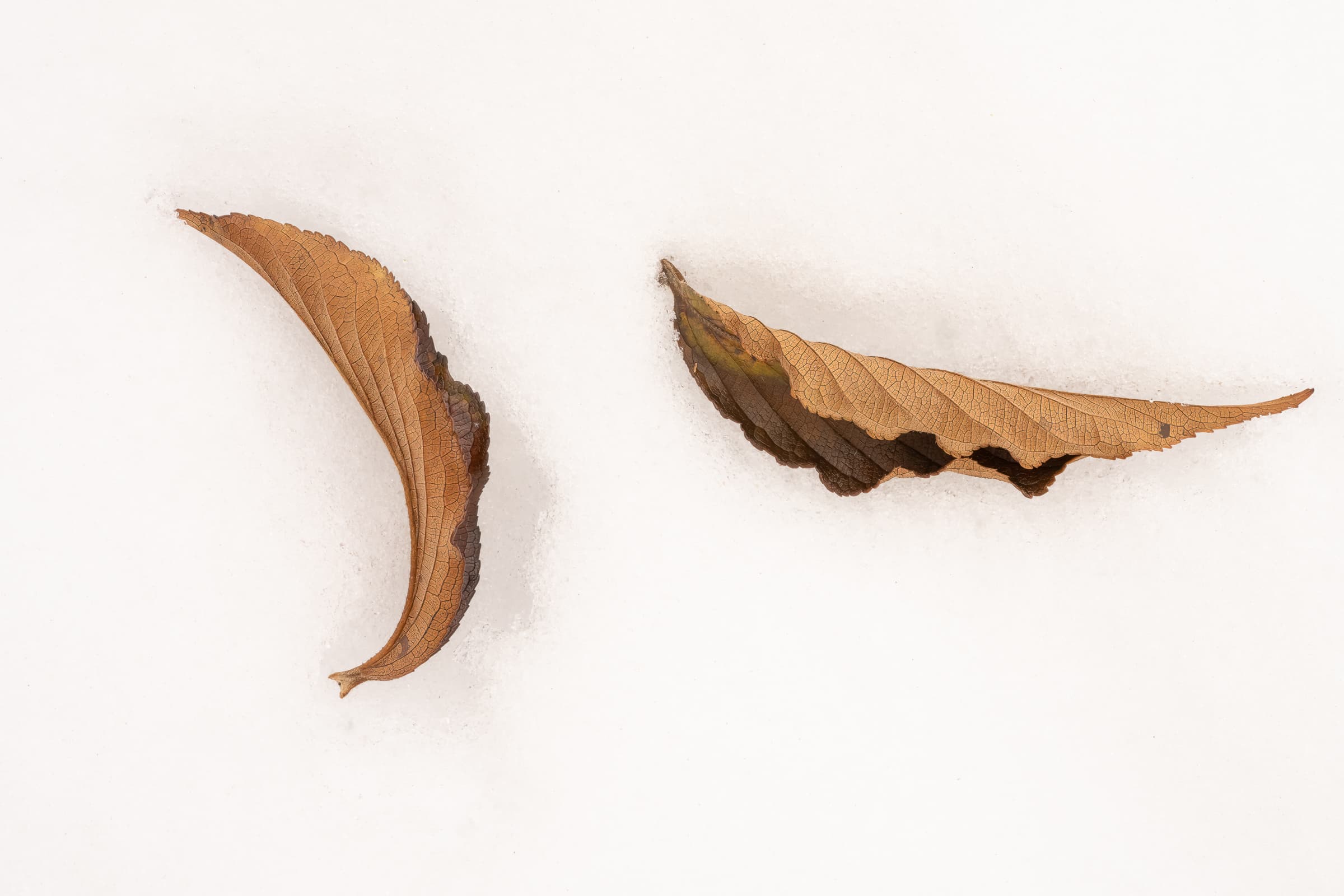 Closeup of two brown leaves on an all-white background of snow. The leaves are brown with leaf veins showing and appear to be communicating.  