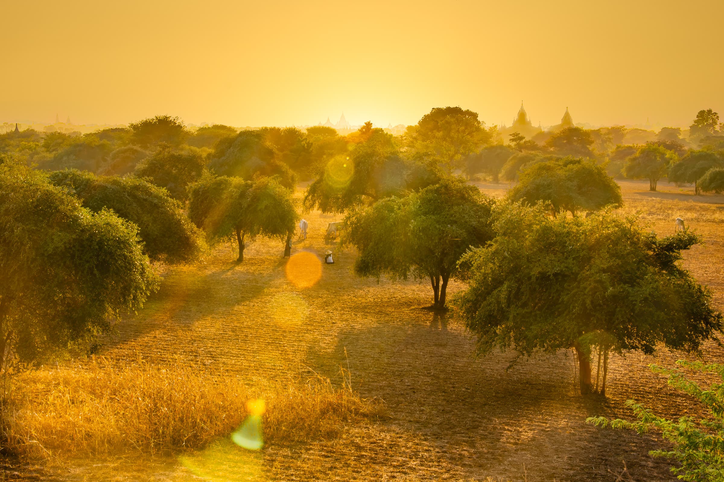 Brilliantly-colored yet peaceful landscape photograph of a field with trees, a few figures, and dim temples in the distance.  All are illuminated with golden light in a scene conveying stillness, warmth, and quiet transcendence.
