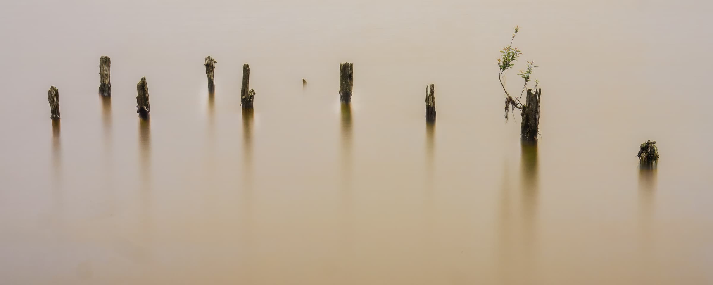 Weathered wooden posts rise from pale gold and green in a long-exposure photograph of water at Lake Biwa, Japan, with small plants growing from one post.