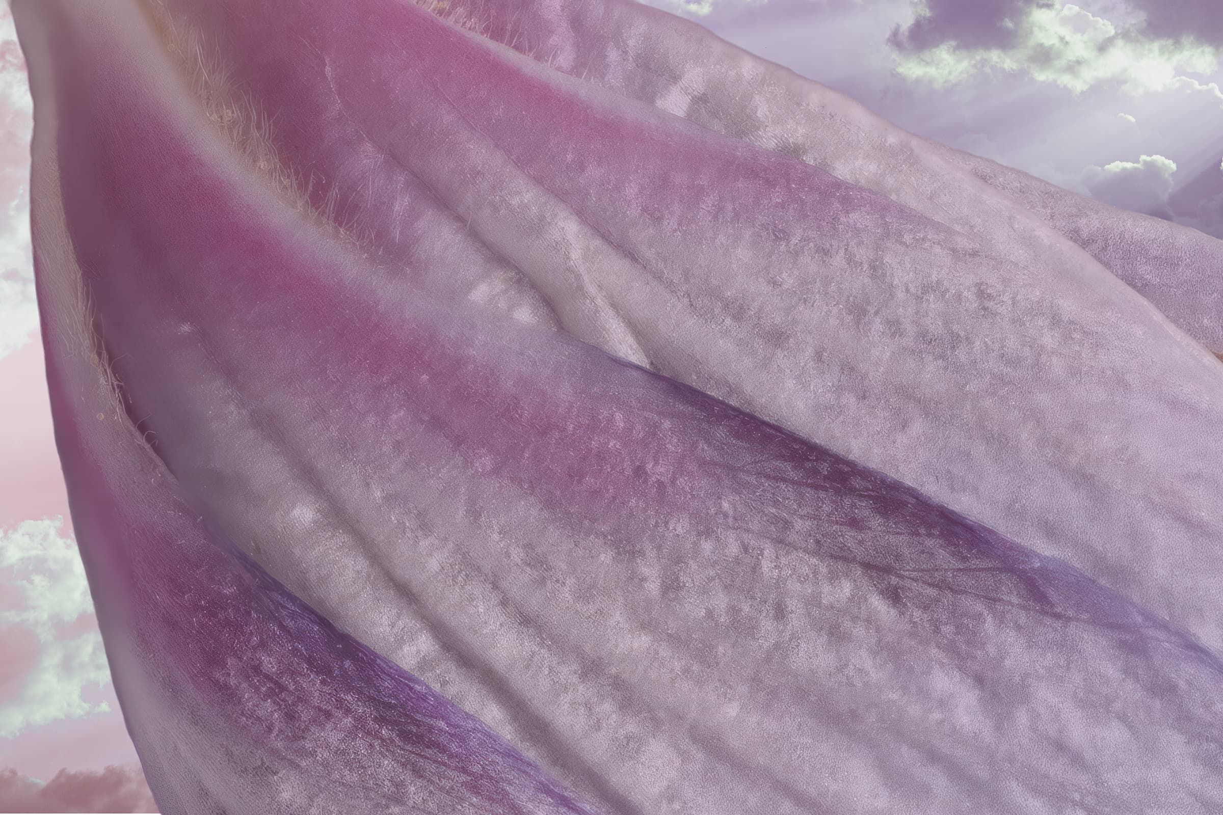 Schenectady, New York. Pale folded flower petals take on a different meaning seen up close, becoming an ethereal presence suggesting an angel wing. The wing is lightly textured but soft, like silk, as its colors drift from white to pink to lavender. This macro view of a flower gives form to its an inner meaning as it is transformed from the ordinary to a glimmer of the mystical. On a wall, this piece brings a quiet, luminous softness to a room, appealing to collectors drawn to ethereal color studies that hover between botanical detail and dreamlike reverie.