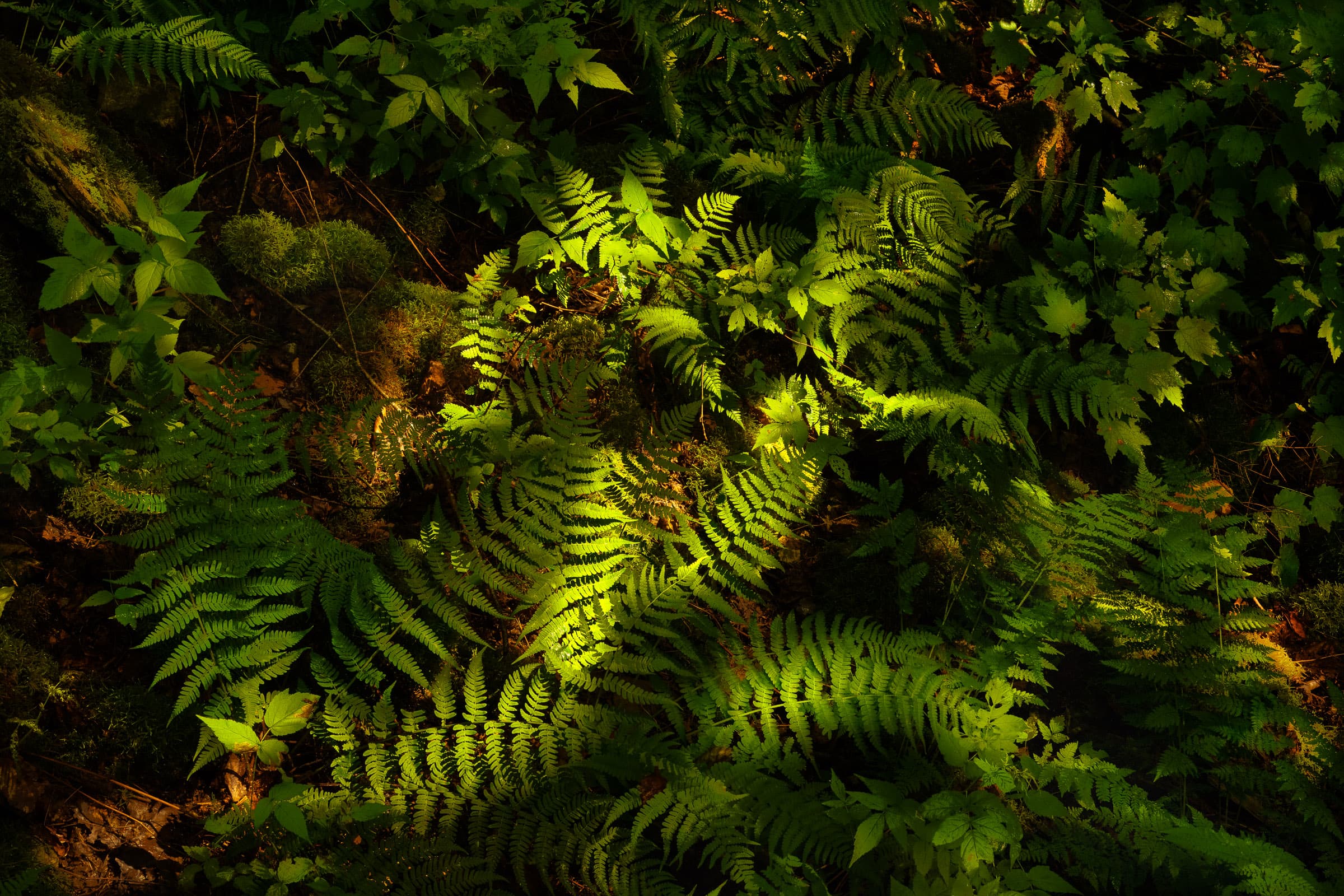 Photograph of sunlight streaming through a forest trees, illuminating an organic curve of ferns against woodland shadows. The image evokes balance, luminosity, and shadowed edges of nature’s mysterious side. 