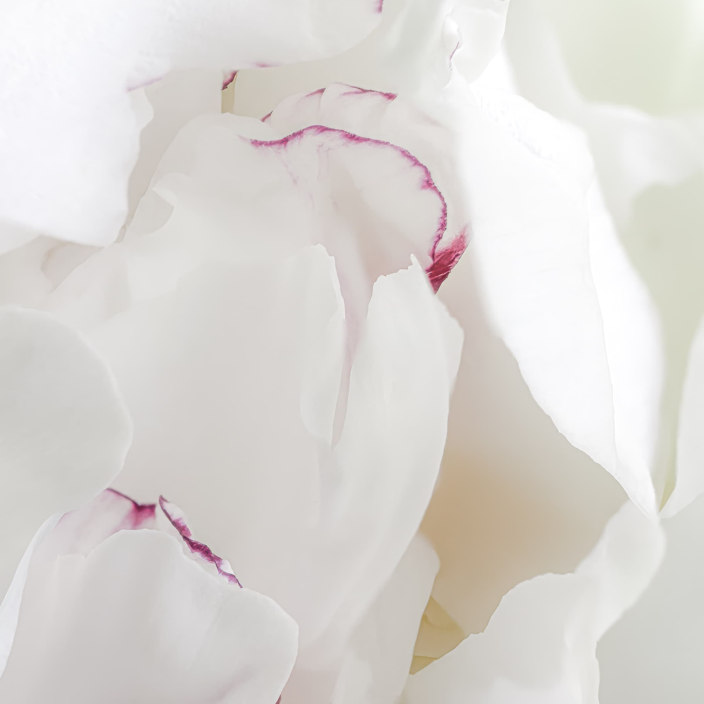  Soft white flower petals with delicate magenta edges overlap in a luminous abstract composition. Recessed folds create depth and draw the eye inward.