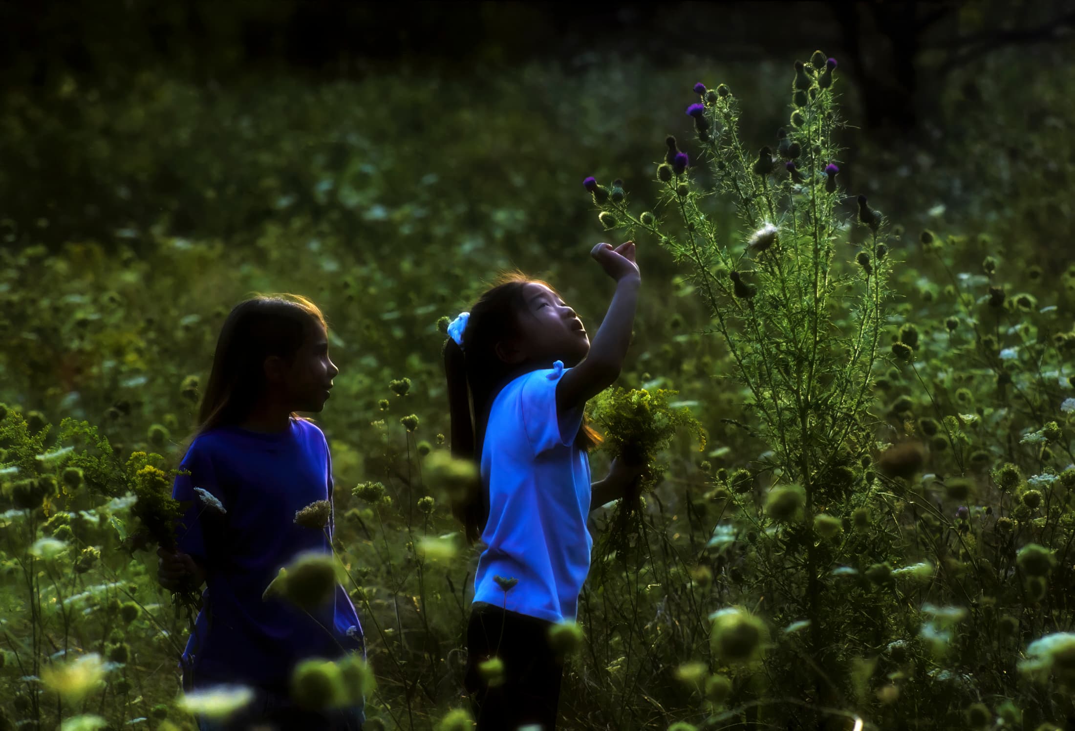Schenectady, New York. Two young girls stand in wildflower field in late afternoon light. One of the girls lightly touches thistles on a flowering weed plant. Edges of plants and their faces glow slightly in rim lighting.