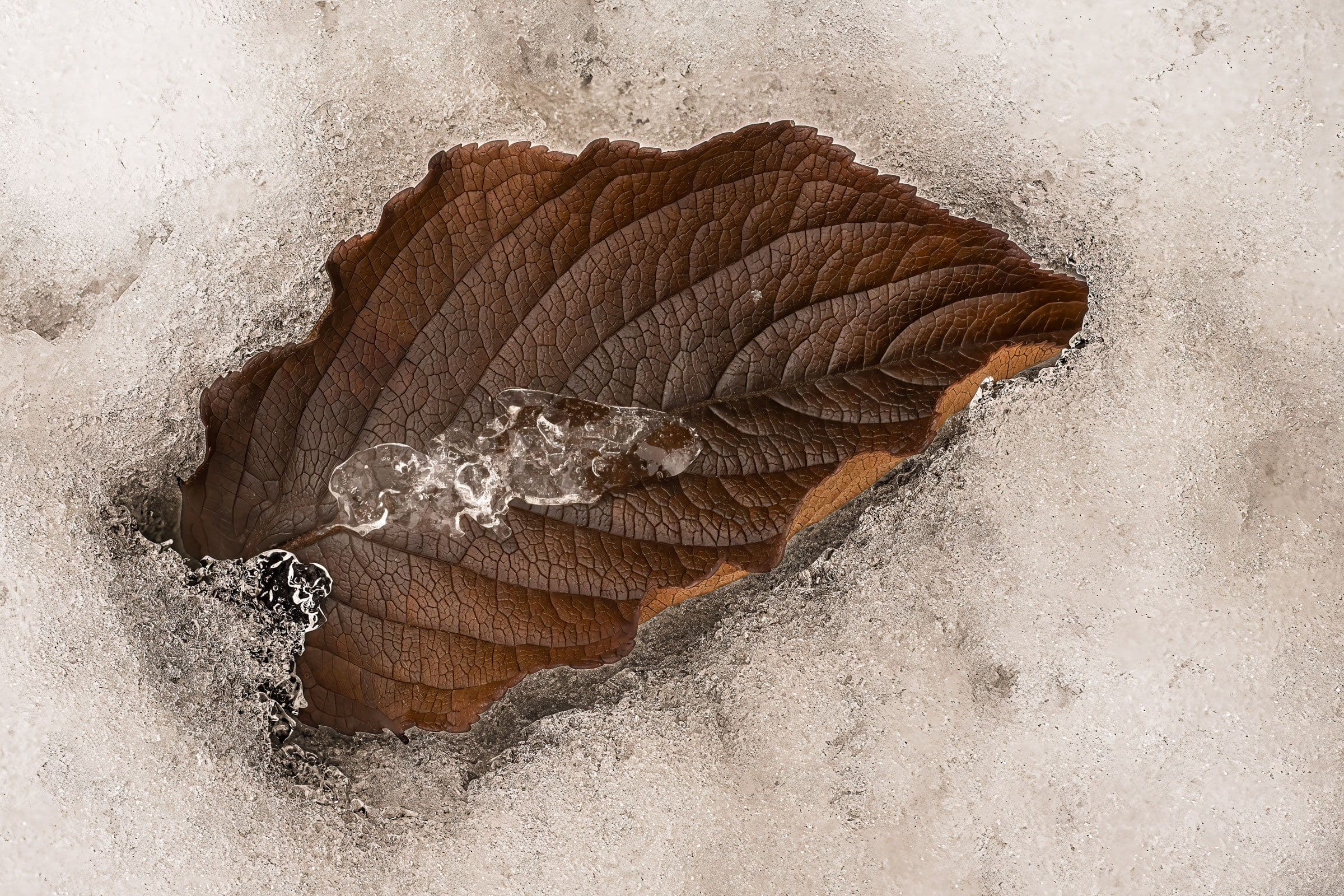 A richly textured brown leaf lies partially encased in melting ice. The photograph captures a delicate moment of thaw and emerging form.