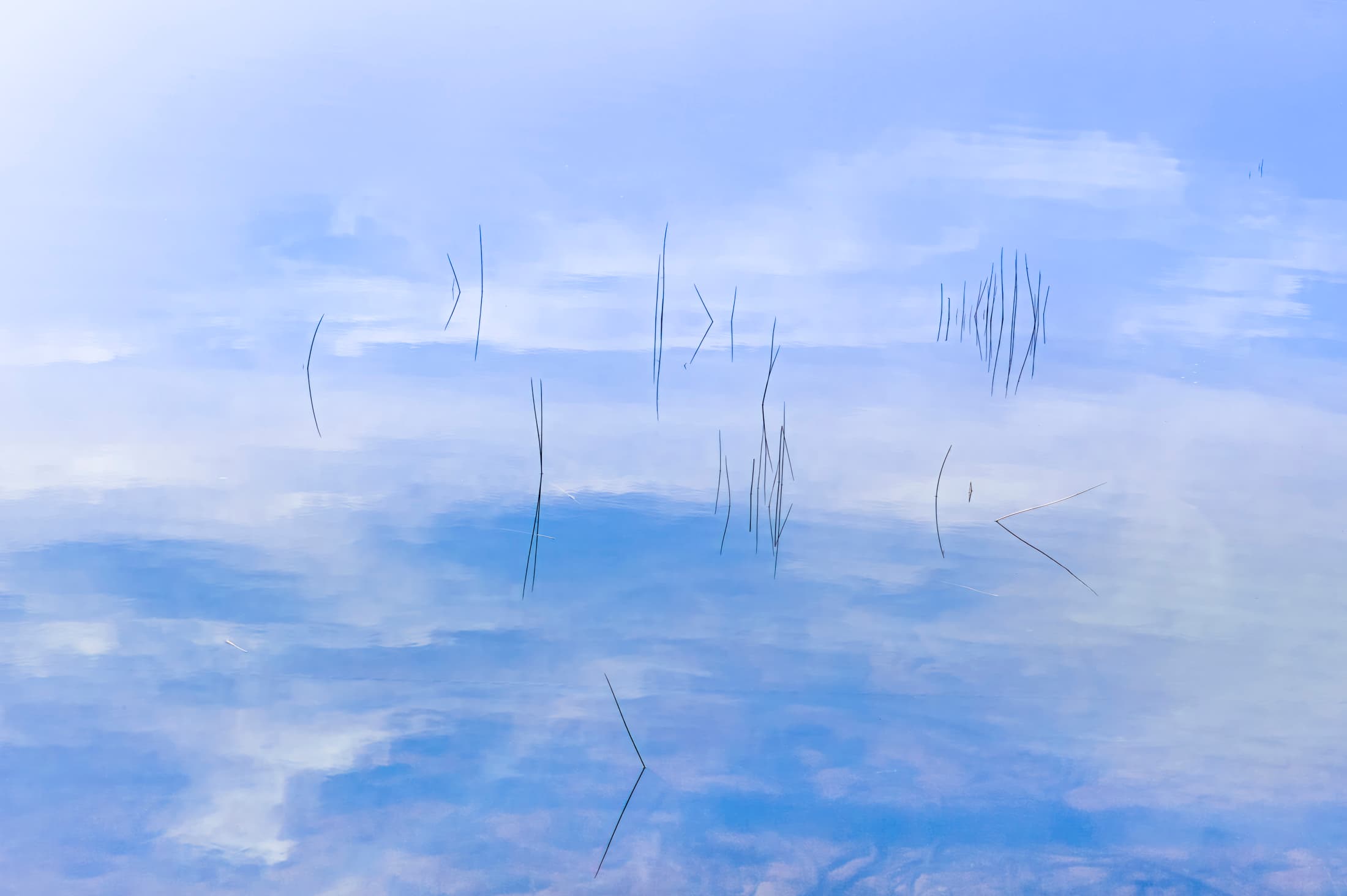 Big Moose Lake, Adirondack Park, New York. Water plant stems push up out of the lake. Stems are reflected in water, as are clouds and delicate blue sky.