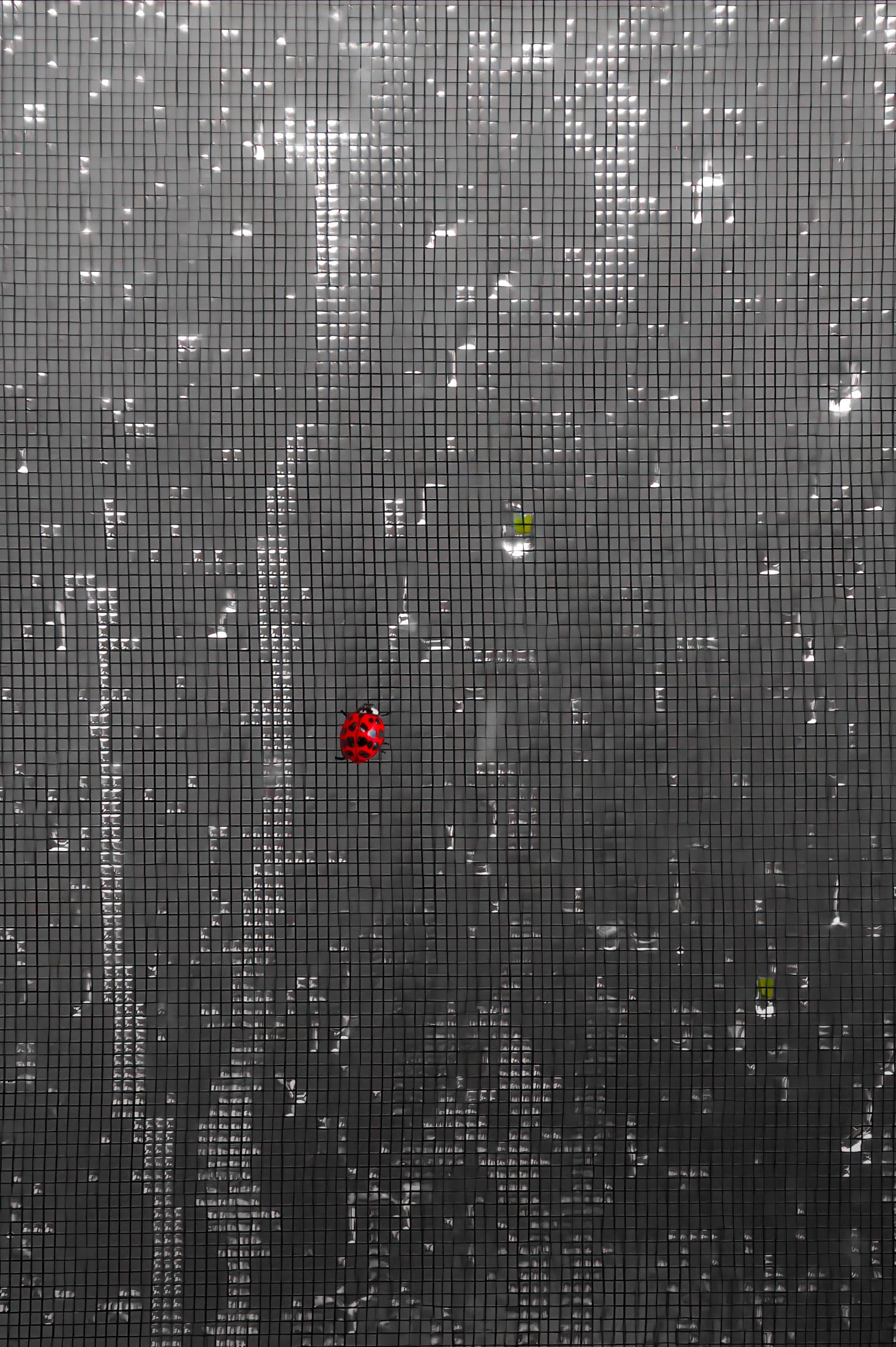 Clarksville, Tennessee. Red solitary Asian lady beetle climbs the grid of a window screen with water drops and streaks on a gray, rainy day.