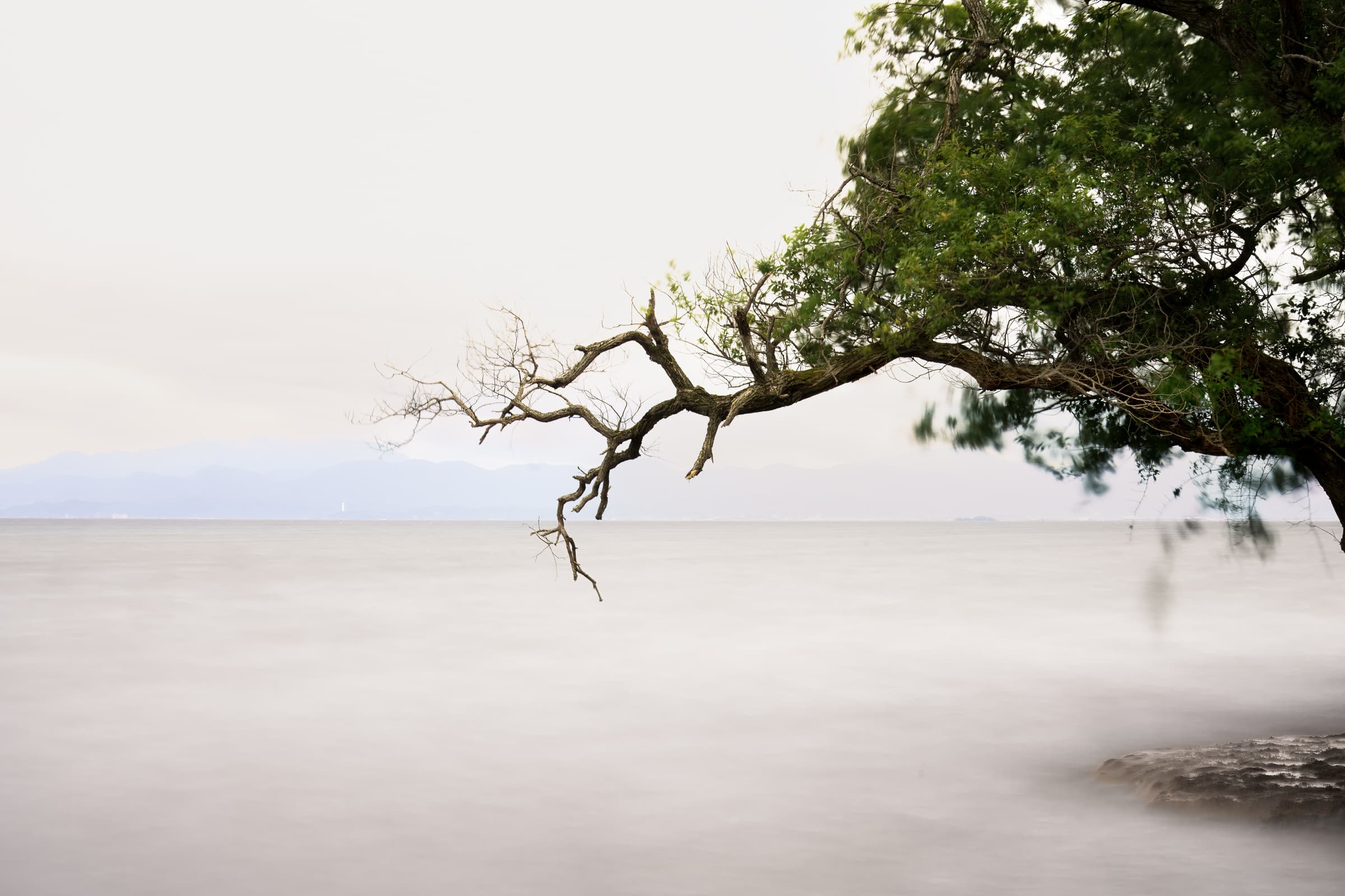 A bare weathered branch extends from a leafy tree over smooth water in a long-exposure photograph with hazy mountains and a pale sky in the background.
