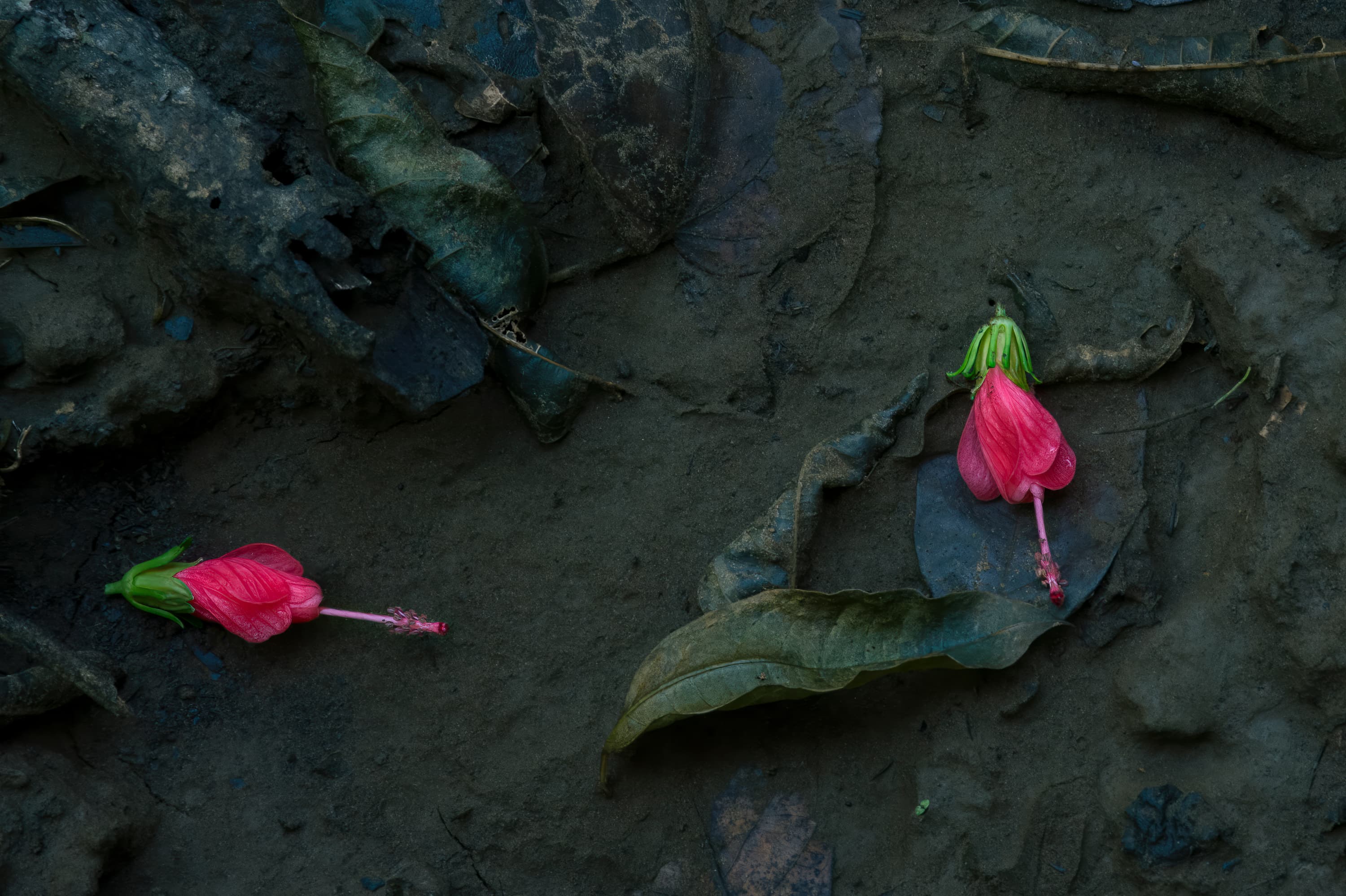 Nosara, Costa Rica. Two bright pink flower buds lie on the rainforest floor in Nosara Biological Reserve. The flowers stand out starkly agaist the dark, textured decaying leaves and the muddy rainforest floor.
